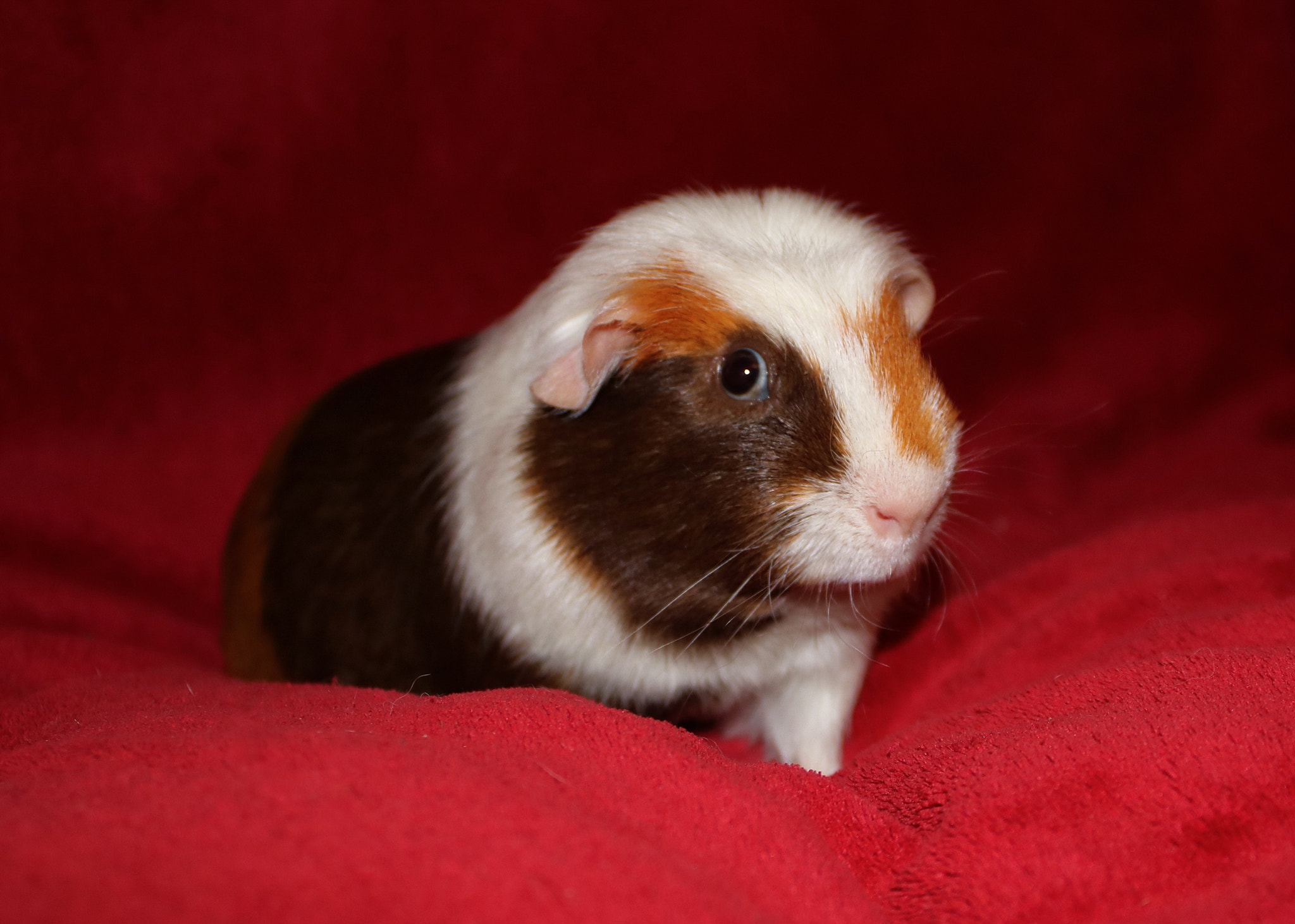 Canon EOS 750D (EOS Rebel T6i / EOS Kiss X8i) sample photo. Cupcake photography