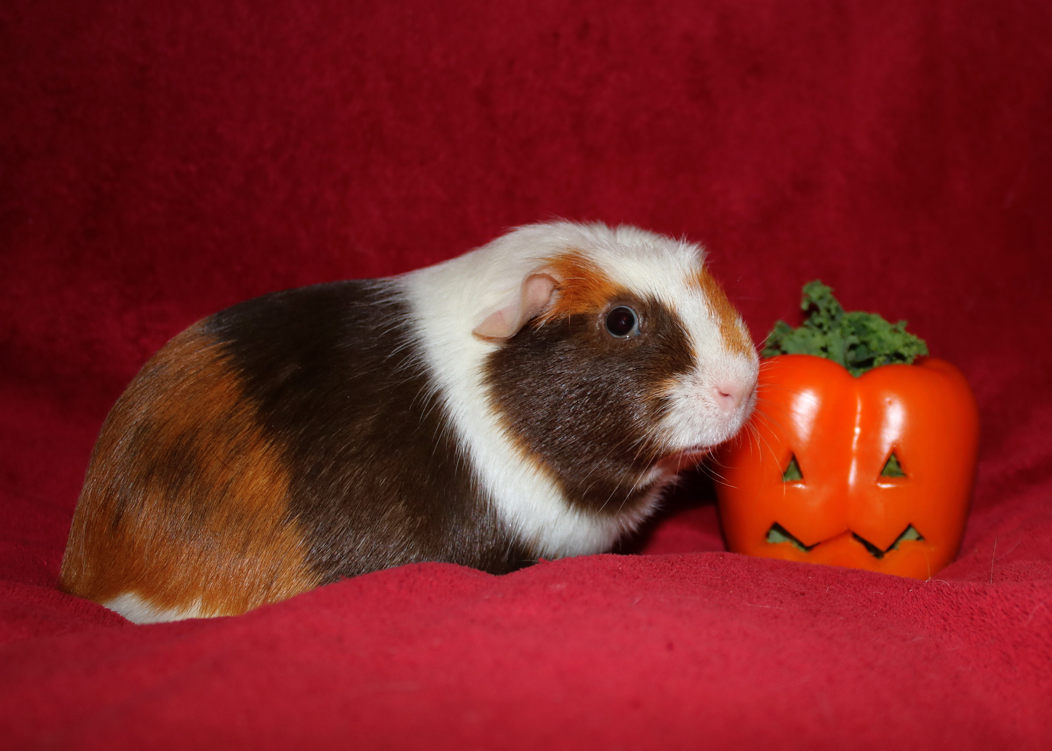 Canon EOS 750D (EOS Rebel T6i / EOS Kiss X8i) sample photo. Cupcake and pepper pumpkins photography