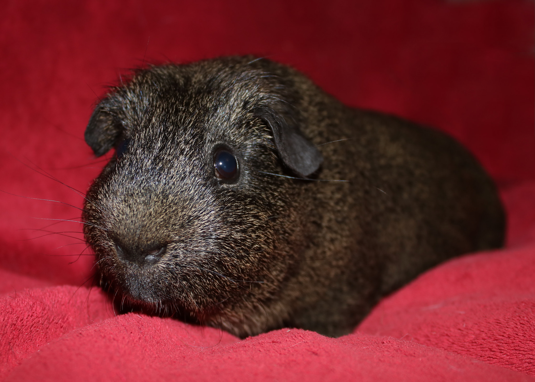 Canon EOS 750D (EOS Rebel T6i / EOS Kiss X8i) sample photo. Reggie photography