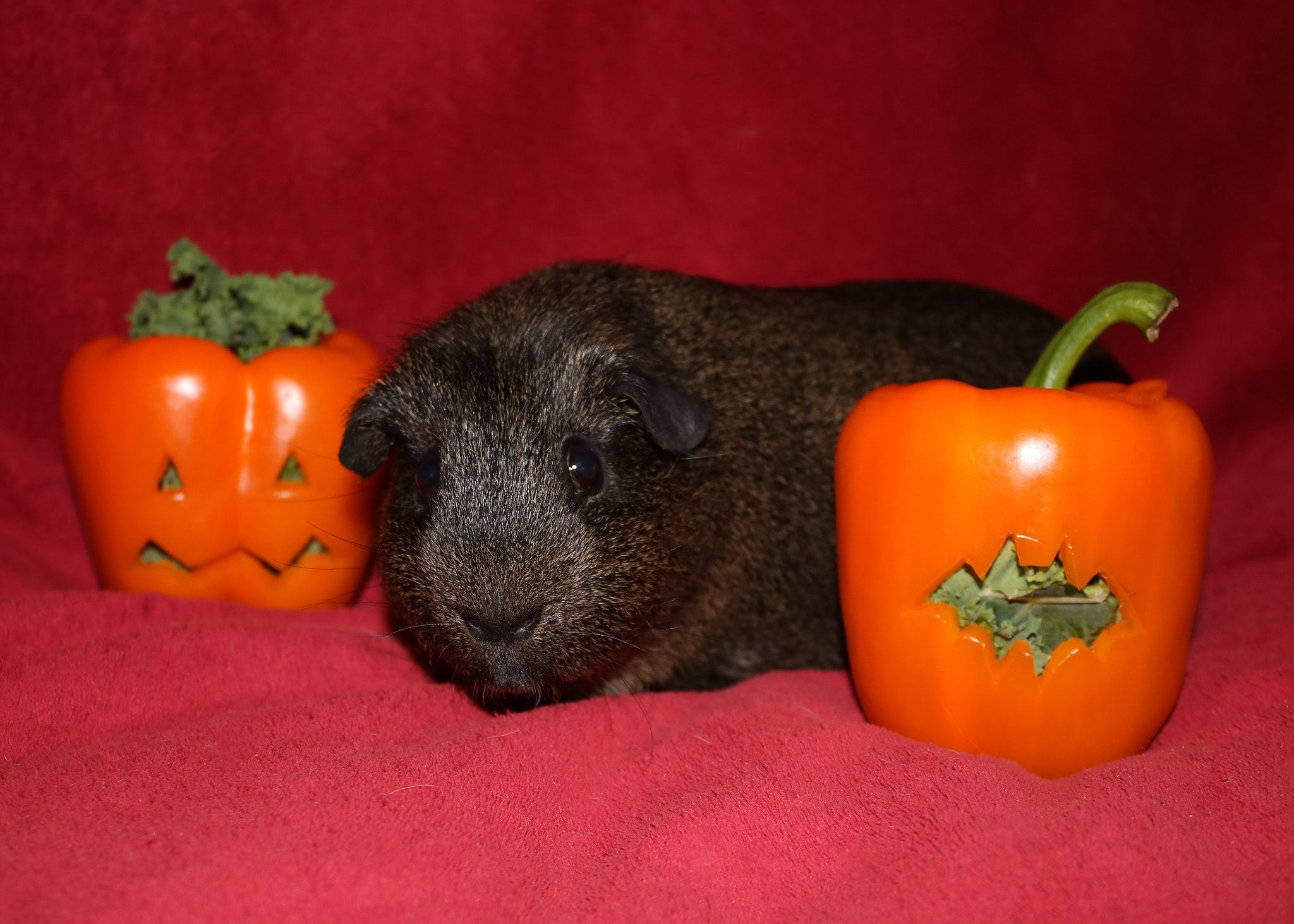 Canon EOS 750D (EOS Rebel T6i / EOS Kiss X8i) sample photo. Reggie and pepper pumpkins photography