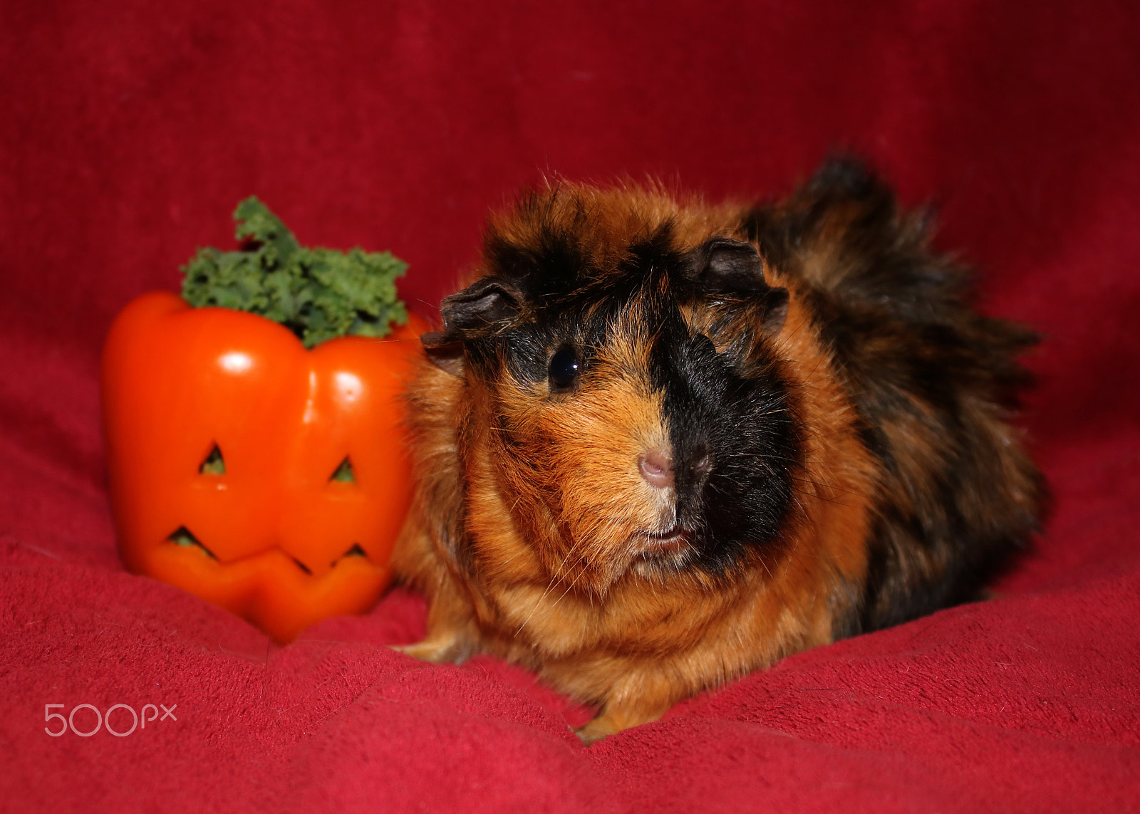 Canon EOS 750D (EOS Rebel T6i / EOS Kiss X8i) sample photo. Reggie and pepper pumpkins photography
