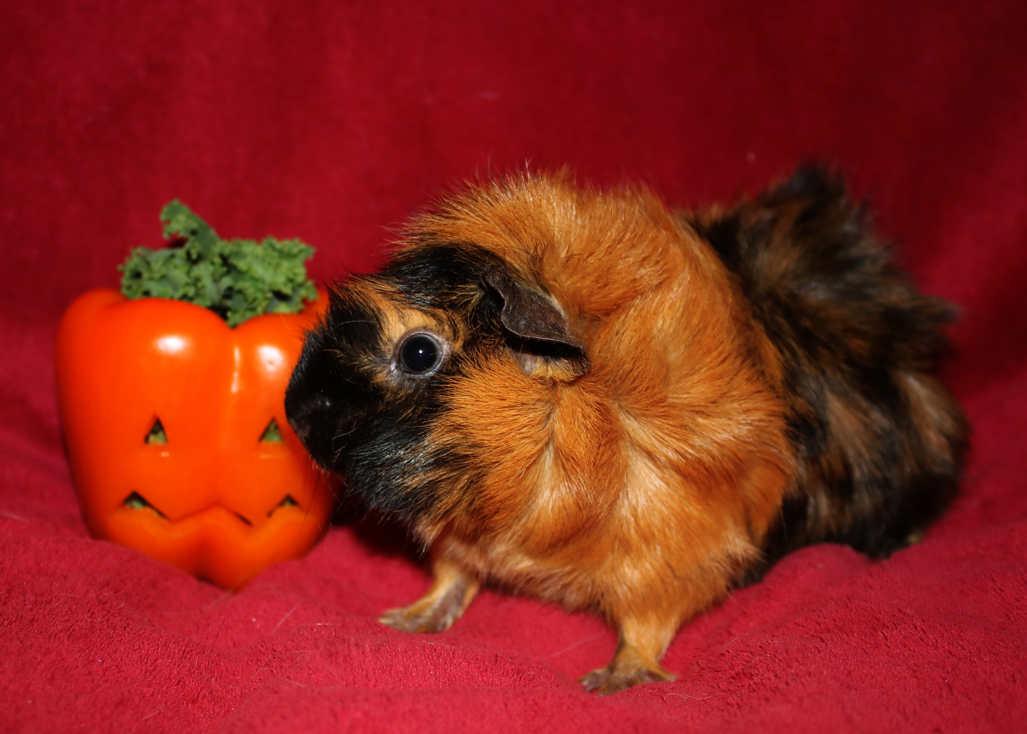 Canon EOS 750D (EOS Rebel T6i / EOS Kiss X8i) sample photo. Rosie and pepper pumpkins photography