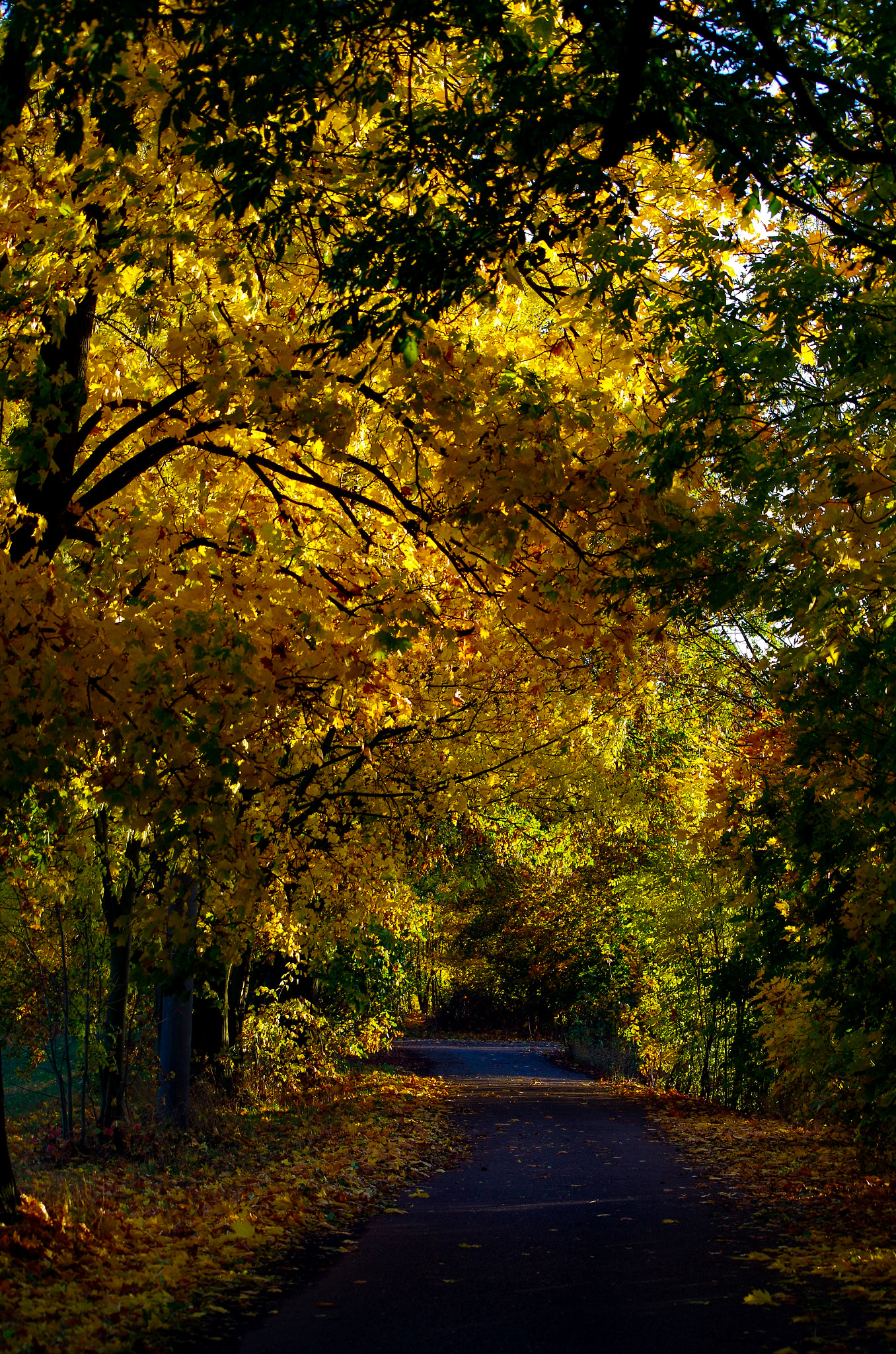 Pentax K-30 + Sigma sample photo. Golden path... photography