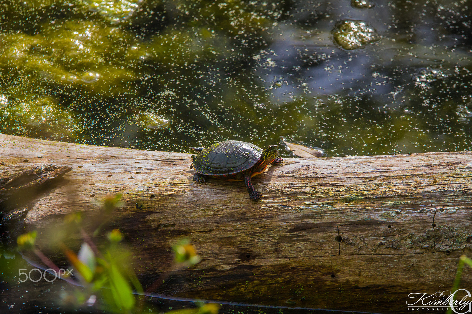 Canon EOS 7D + Sigma 70-200mm F2.8 EX DG OS HSM sample photo. Turtle photography