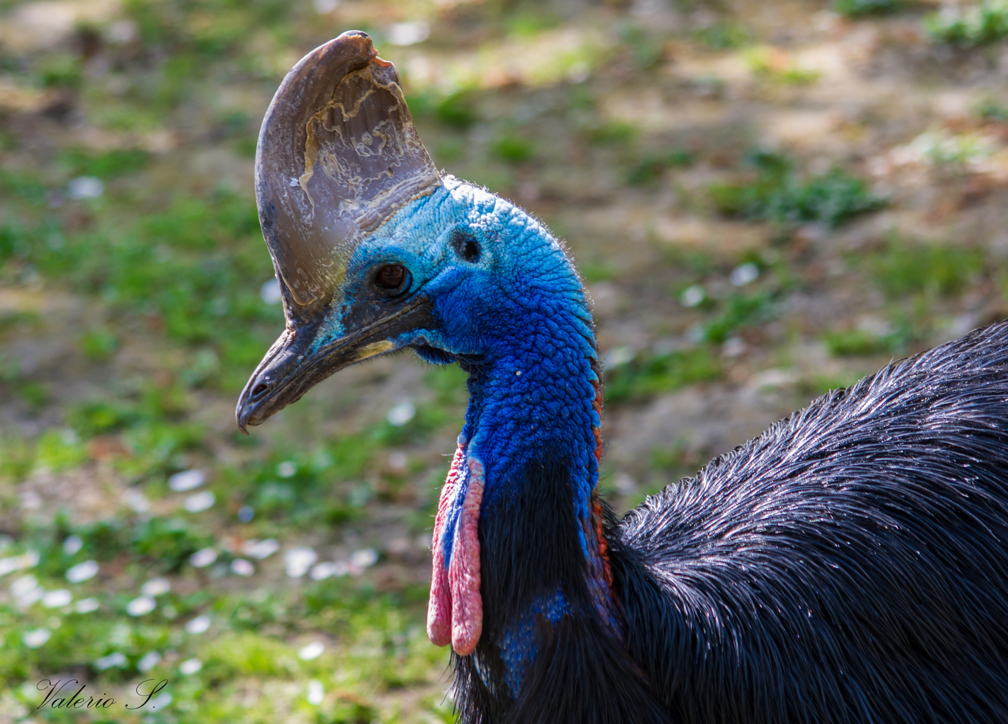 Pentax K-x + smc PENTAX-FA 80-320mm F4.5-5.6 sample photo. The cassowary photography