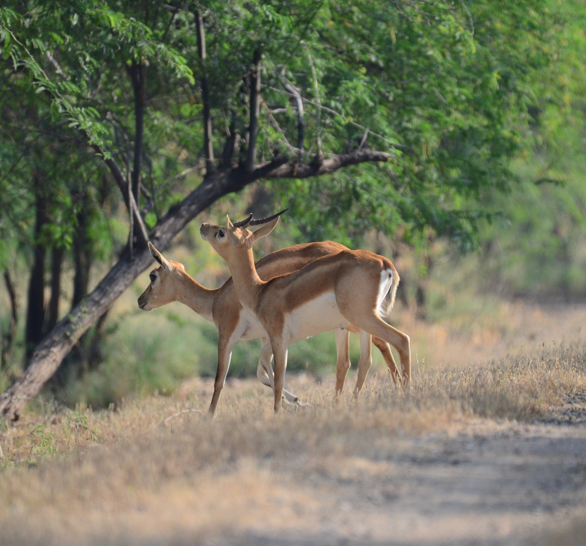 Nikon AF-S Nikkor 200-500mm F5.6E ED VR sample photo. Juvenile black bucks photography