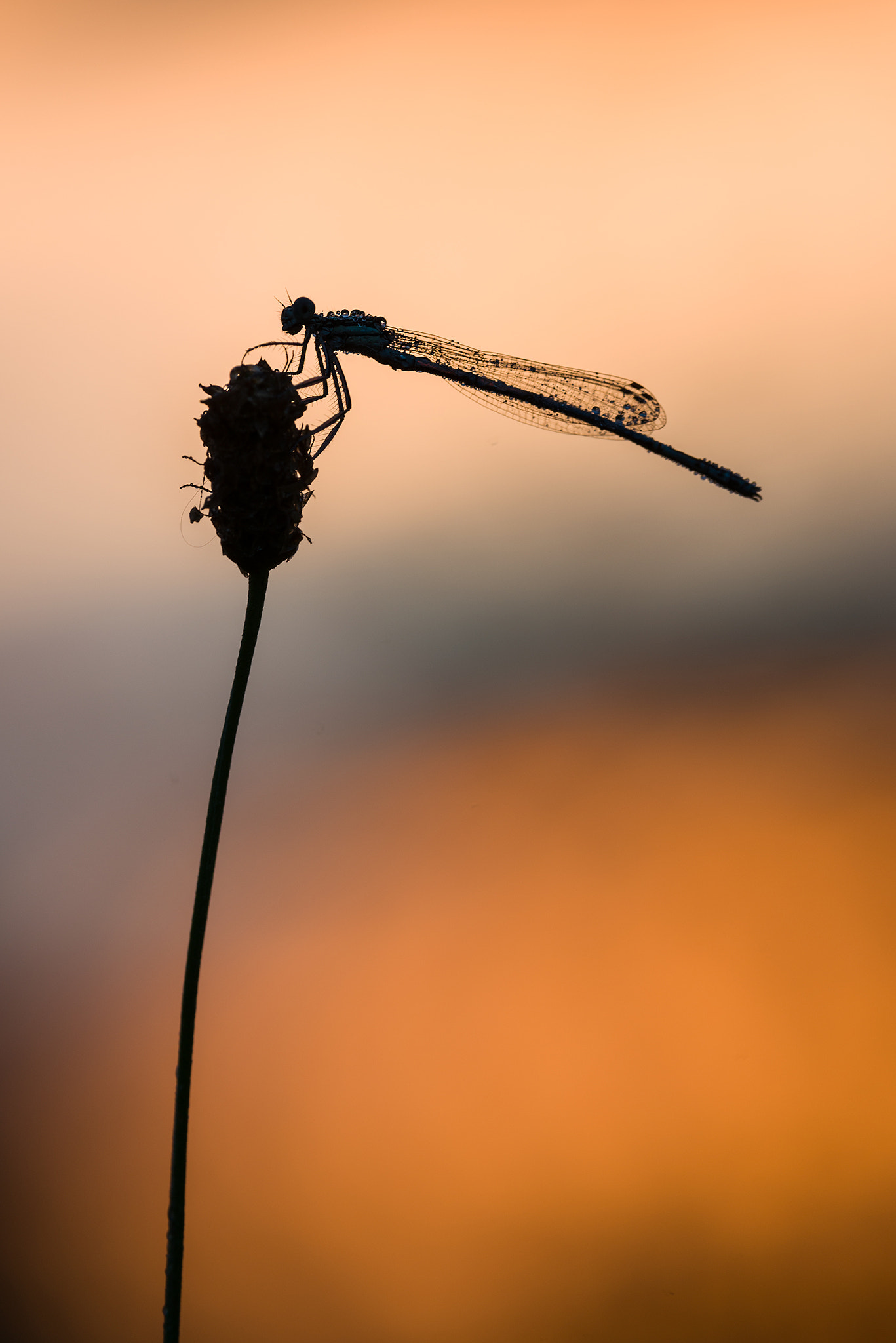 Nikon D800 sample photo. Ombre con le ali photography