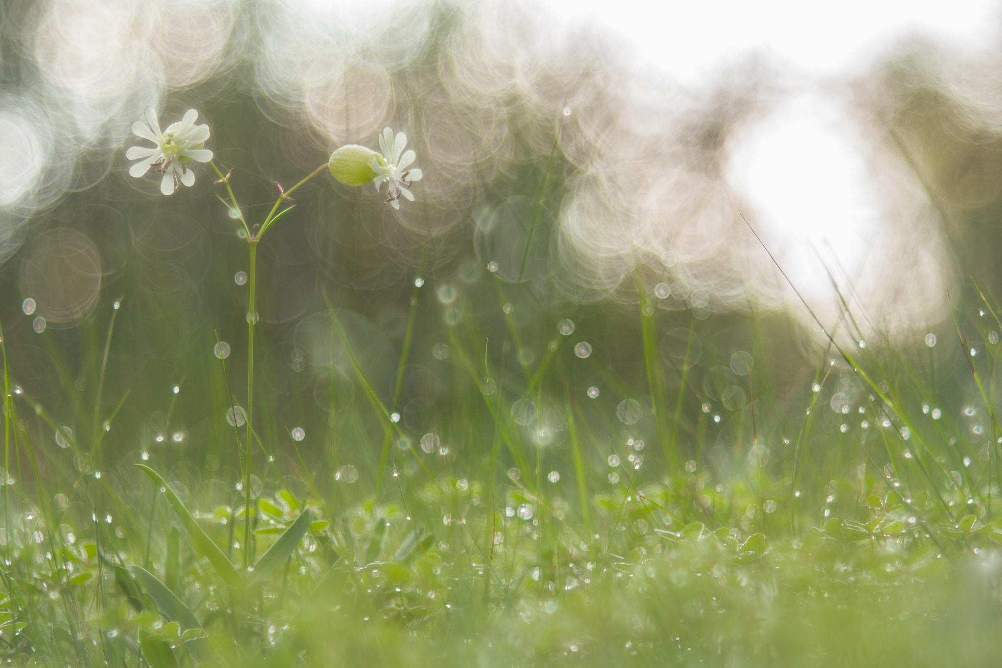 Canon EF 35-80mm f/4-5.6 sample photo. Diy trioplan photography