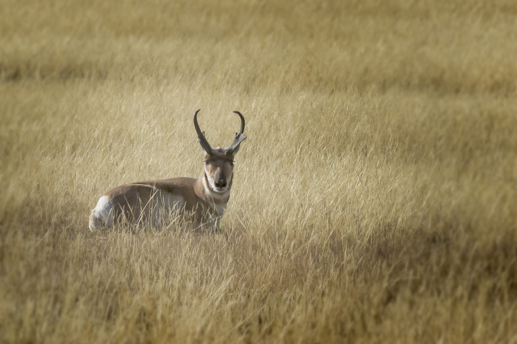Canon EOS 7D sample photo. Pronghorn antelope photography