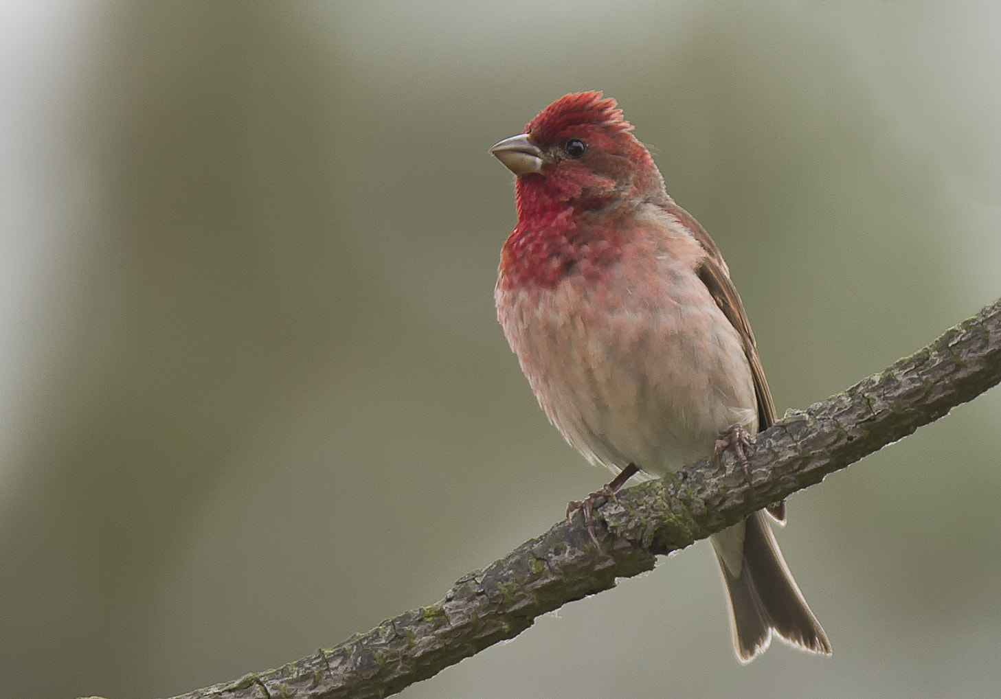 Canon EF 400mm F2.8L IS II USM sample photo. Rosefinch photography