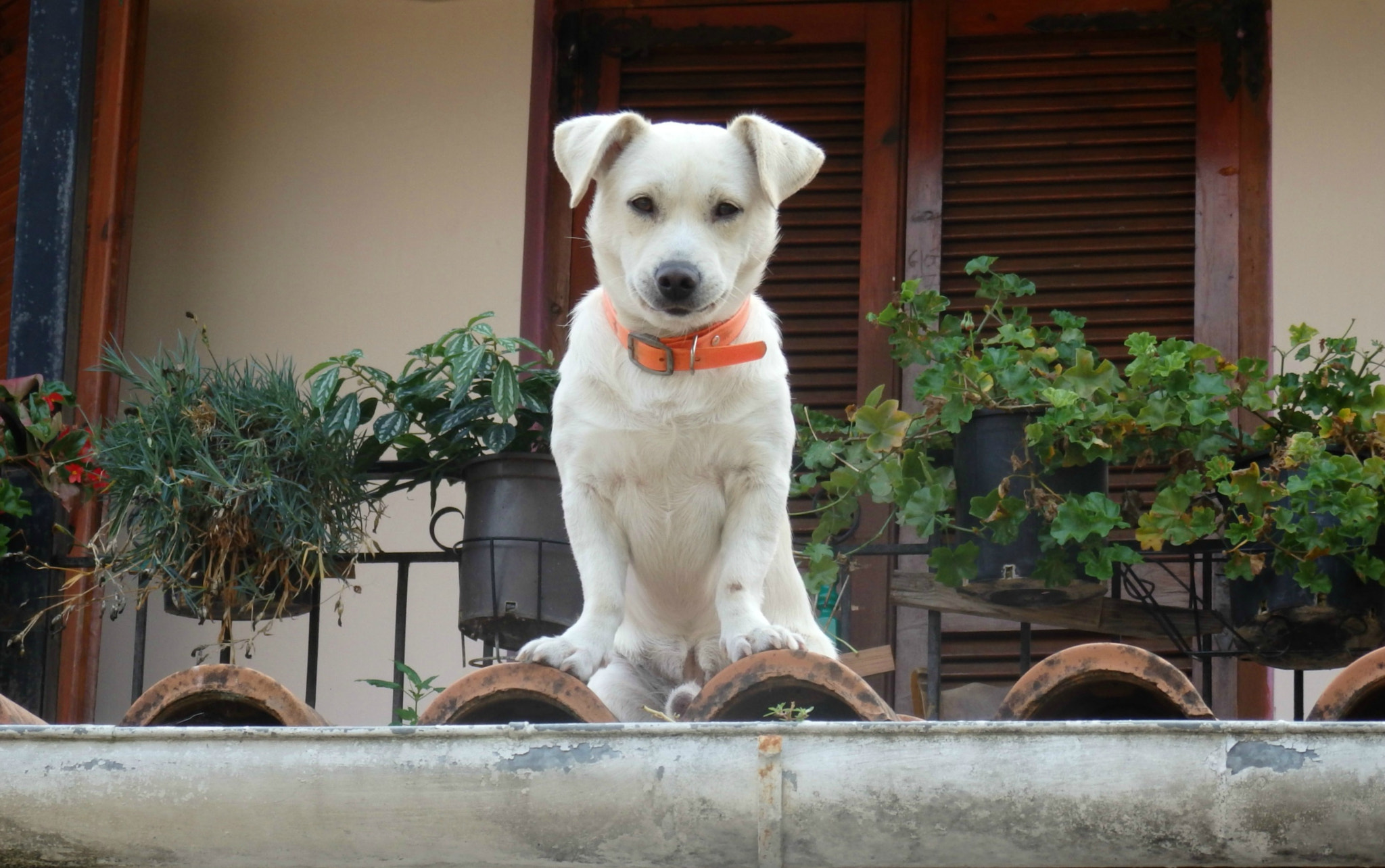 Olympus SZ-16,DZ-105 sample photo. Hello puppy photography