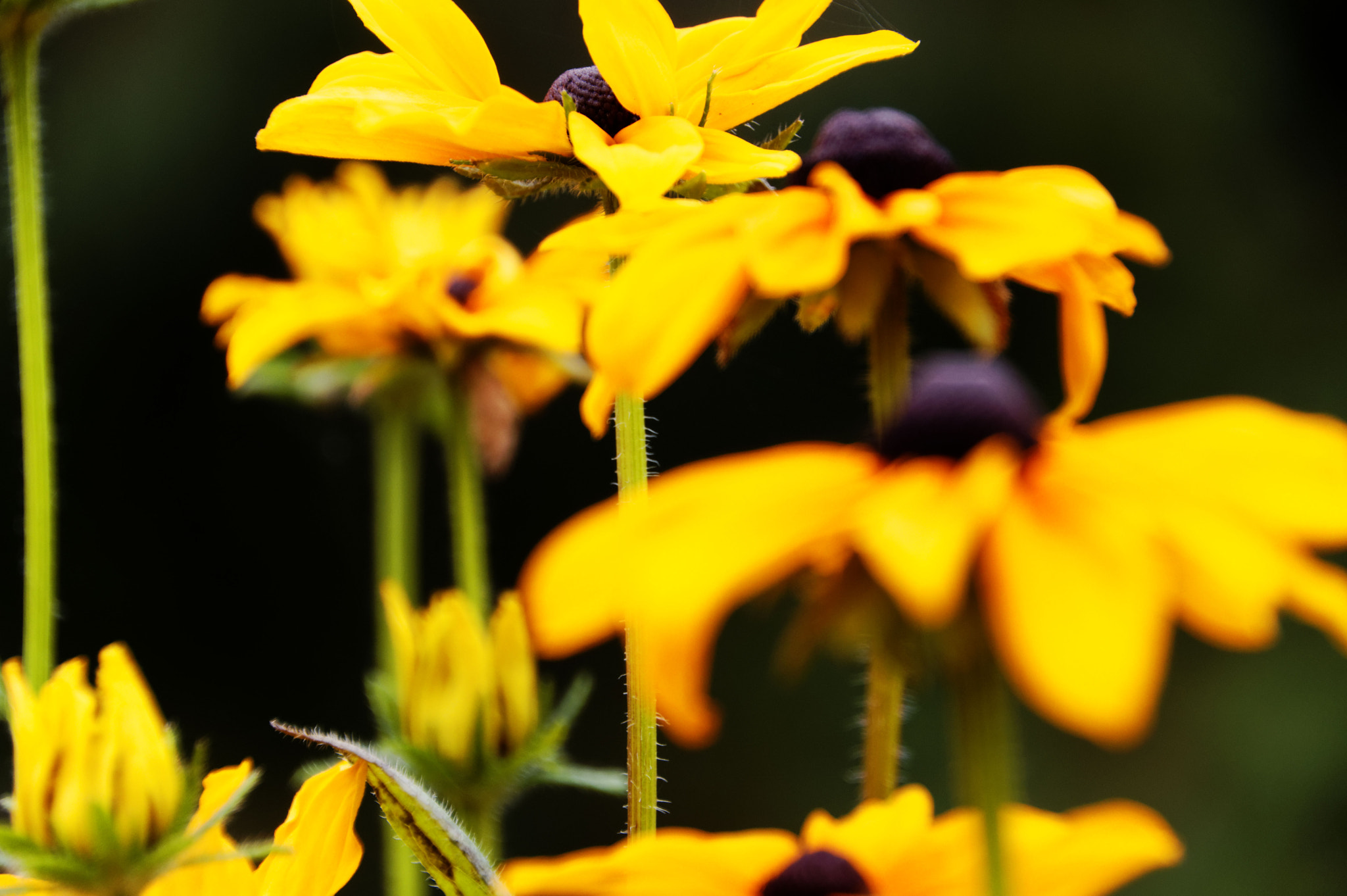 Pentax smc DA 18-270mm F3.5-6.3 ED SDM sample photo. Rudbeckia photography