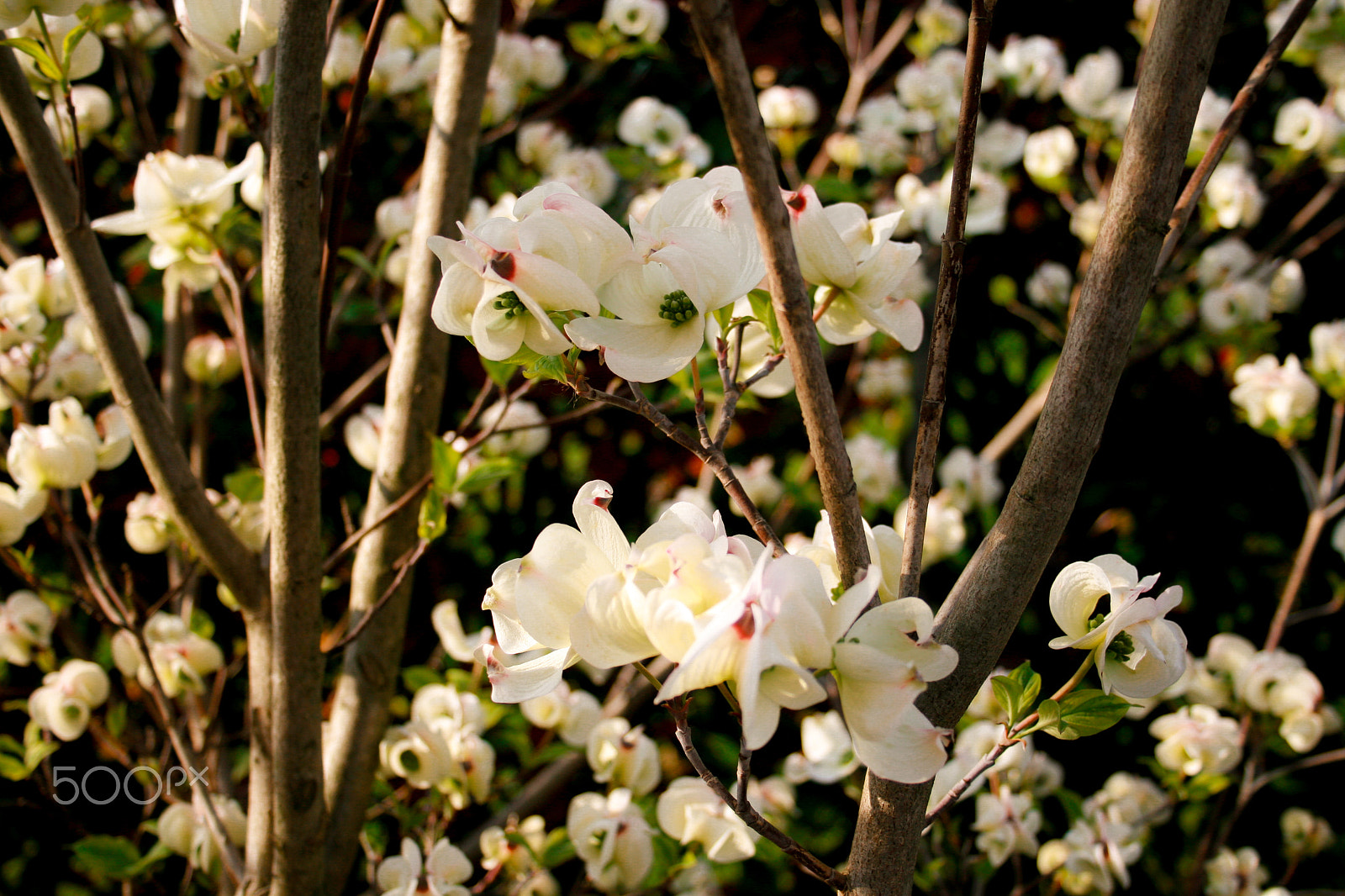 Canon EF-S 18-55mm F3.5-5.6 II sample photo. Flower in spring photography