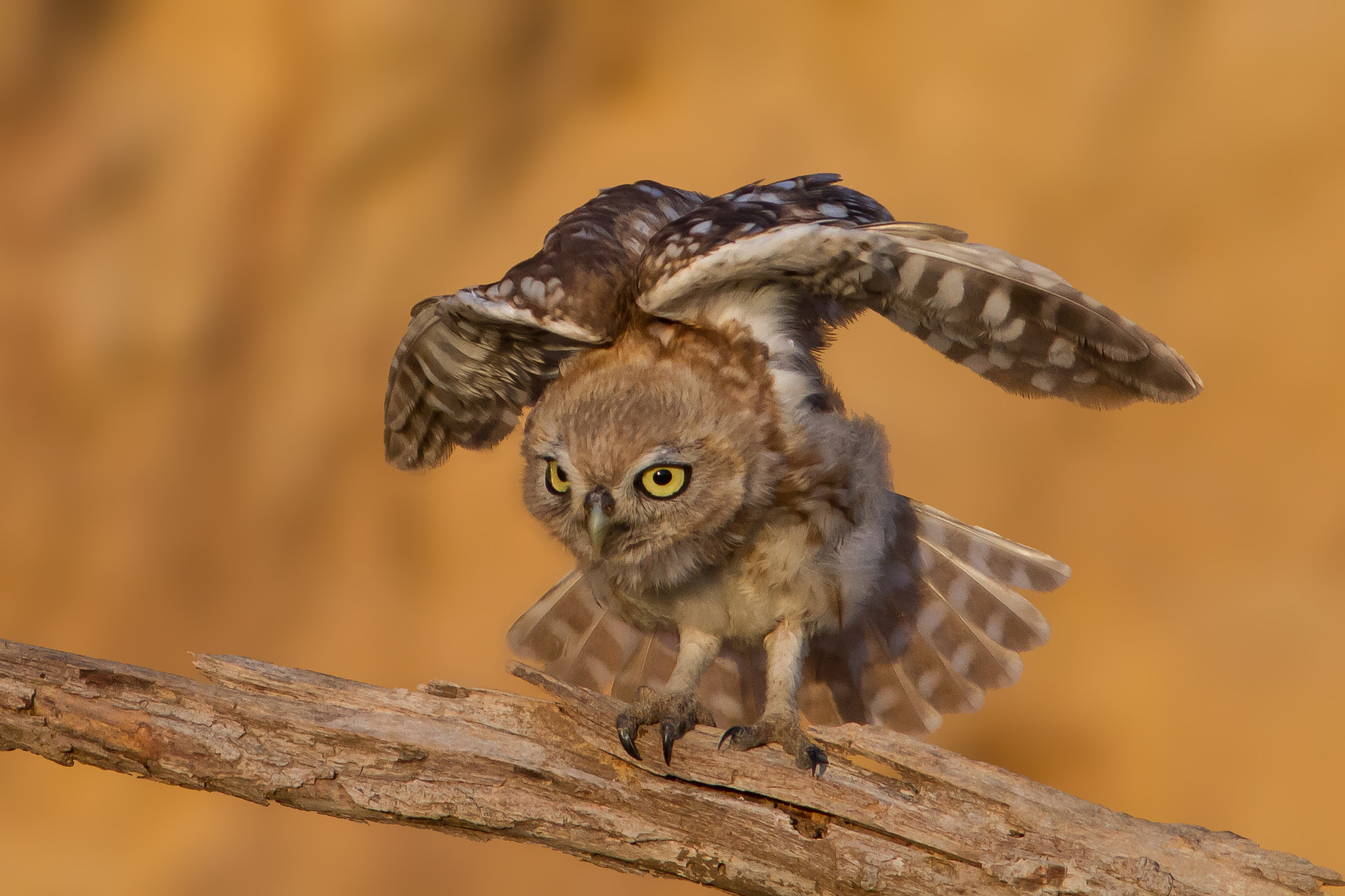 Canon EF 400mm F5.6L USM sample photo. Little owl  הוסף תצפית בכוס החורבות photography