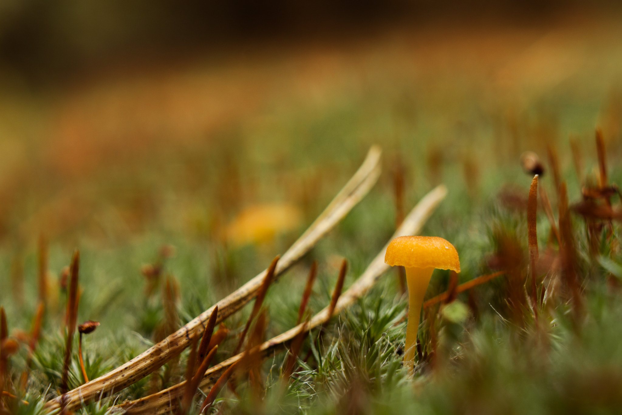 Canon EOS 500D (EOS Rebel T1i / EOS Kiss X3) sample photo. Mushroom photography