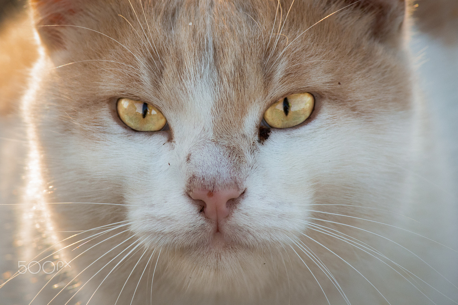 Canon EF-S 55-250mm F4-5.6 IS II sample photo. Cat photography