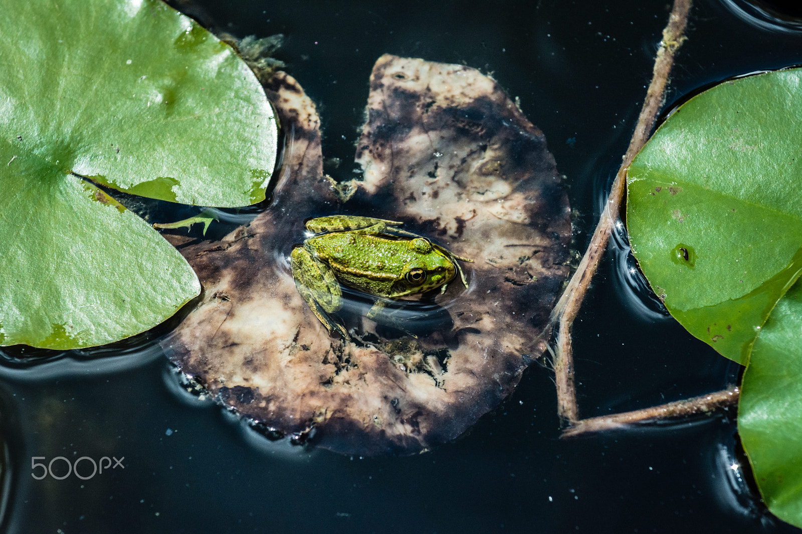 Nikon AF-S Nikkor 70-200mm F4G ED VR sample photo. Frog sitting on a water lily leaf photography