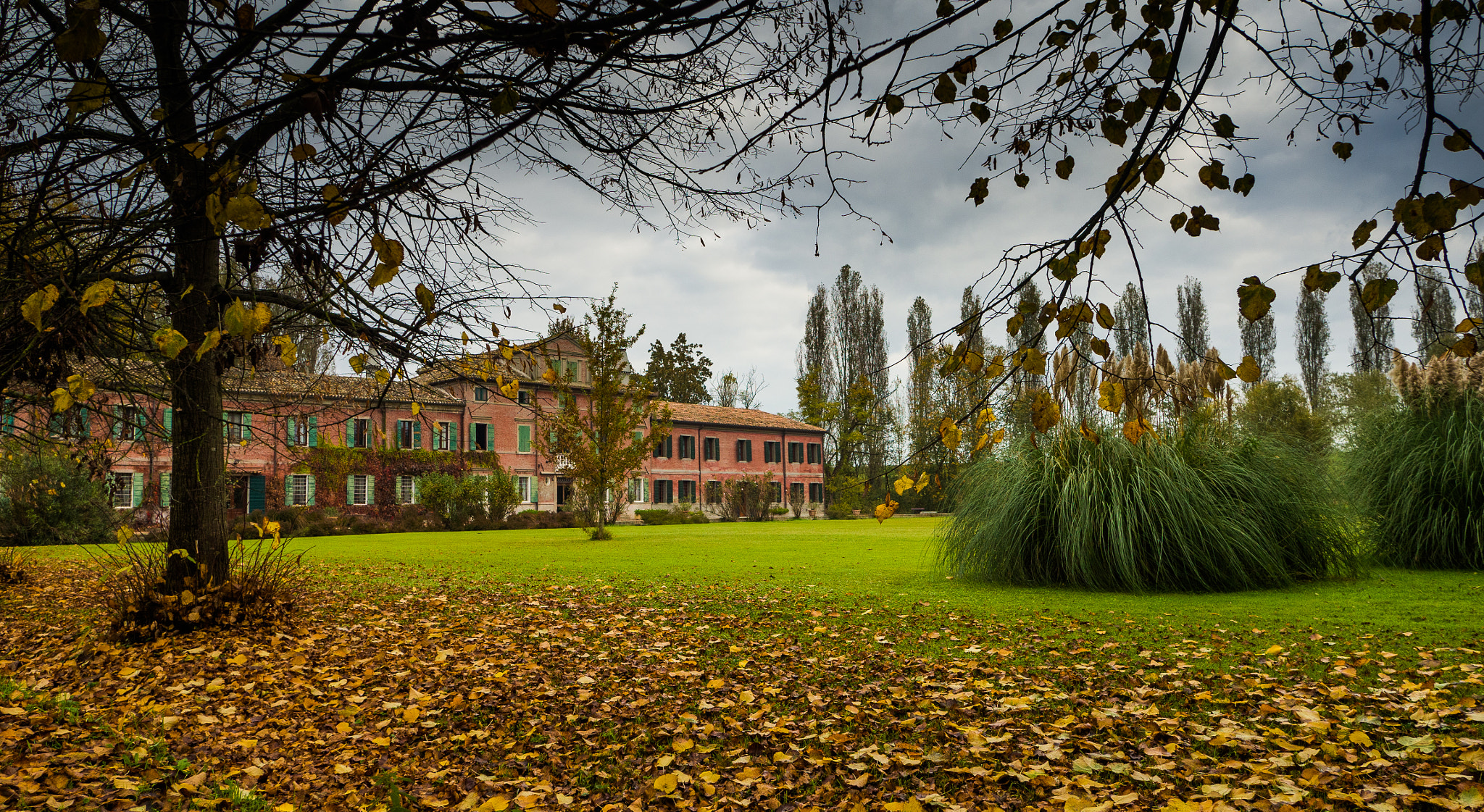 Olympus OM-D E-M10 sample photo. Yellow leaves on the grass photography