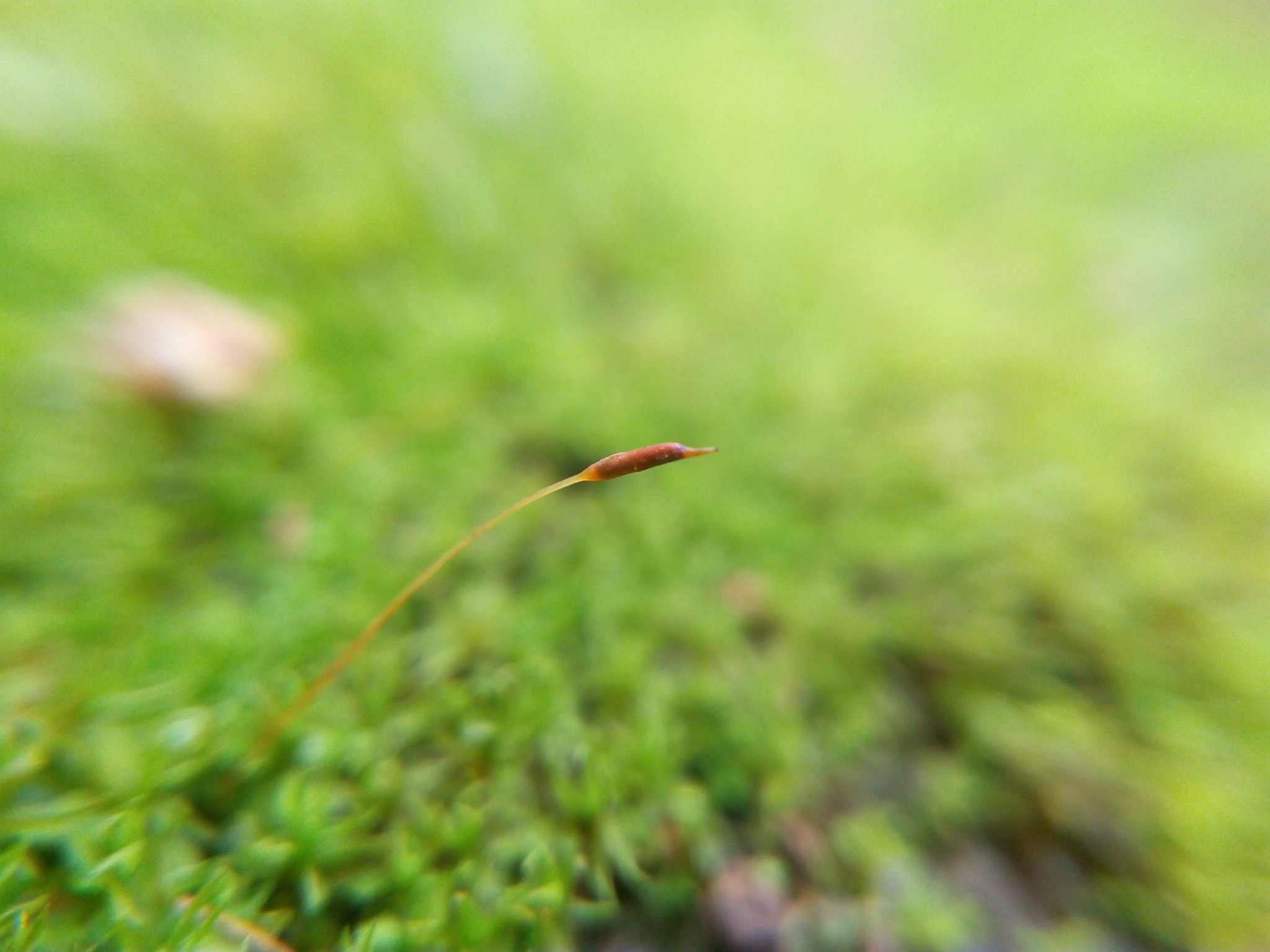 Lenovo P70-A sample photo. Pod photography