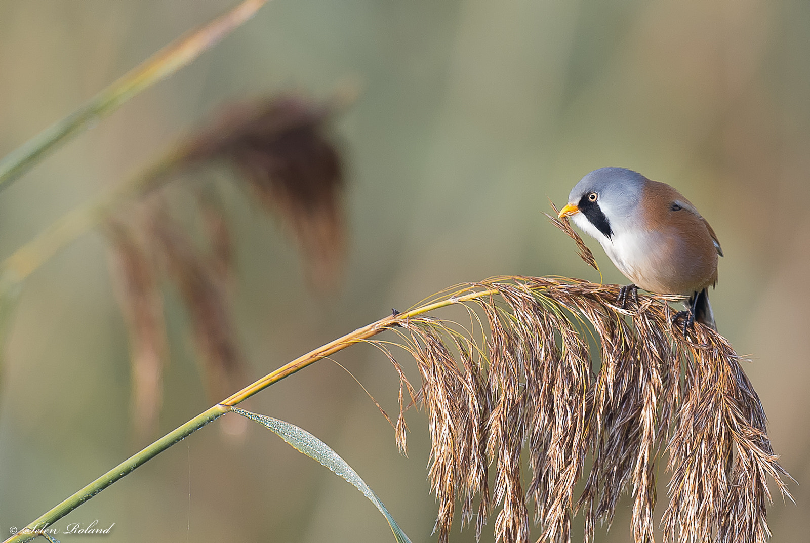 Nikon D4 + Nikon AF-S Nikkor 500mm F4G ED VR sample photo. Baardmannetje - bearded tit photography