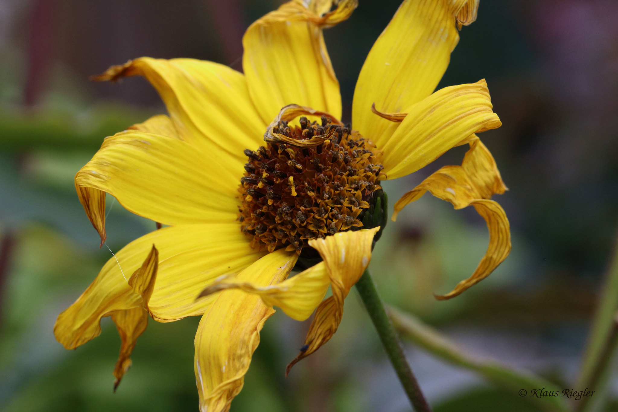 Canon EF 100mm F2.8L Macro IS USM sample photo. The end of summer photography