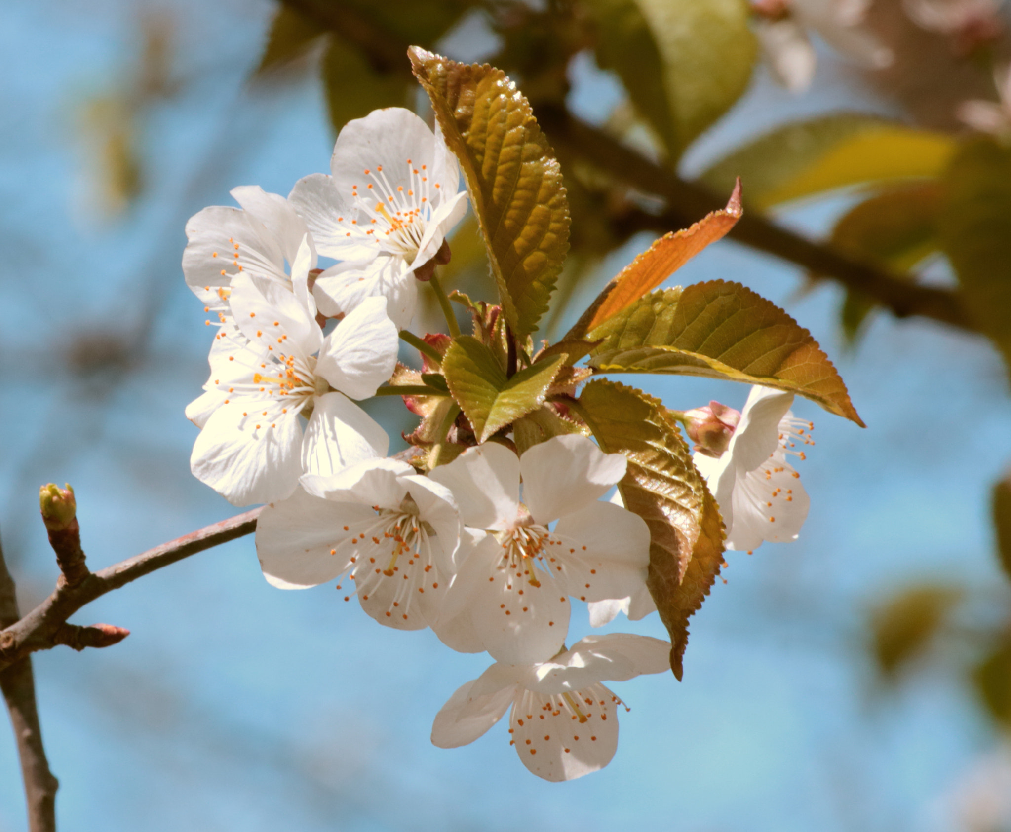 Canon EOS 1200D (EOS Rebel T5 / EOS Kiss X70 / EOS Hi) sample photo. Spring blossoms photography