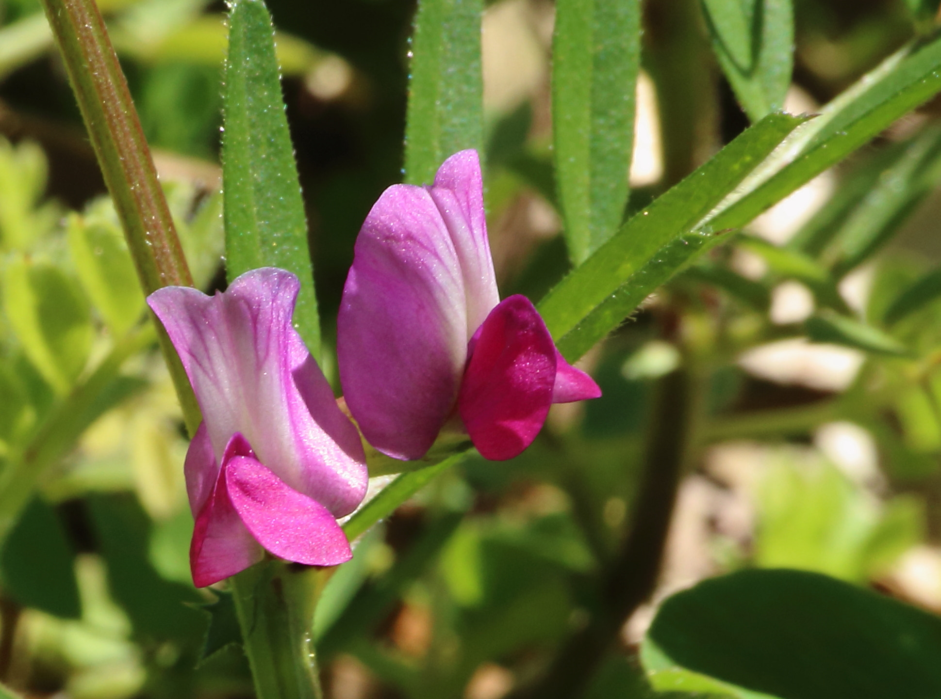 Canon EOS 1200D (EOS Rebel T5 / EOS Kiss X70 / EOS Hi) sample photo. Wildflower photography