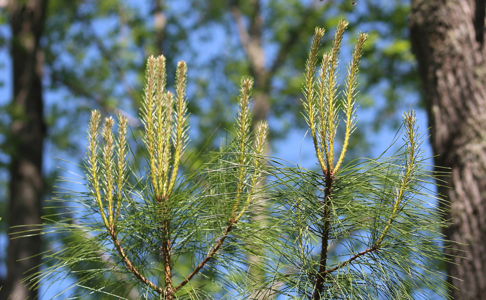 Canon EOS 1200D (EOS Rebel T5 / EOS Kiss X70 / EOS Hi) sample photo. White pine branches photography