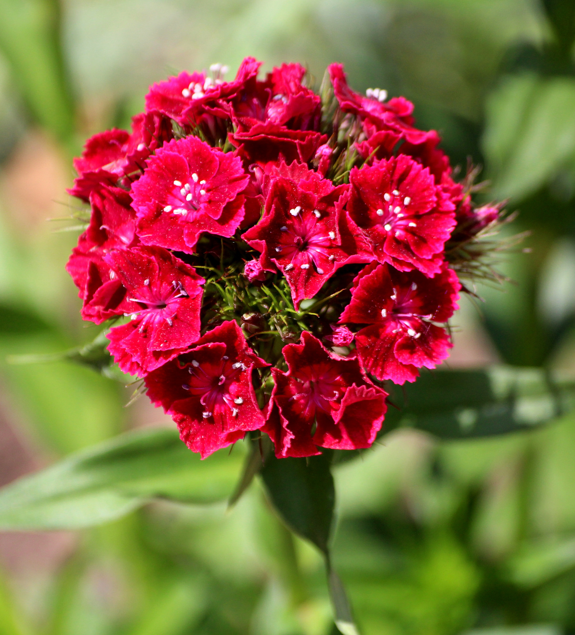 Canon EOS 1200D (EOS Rebel T5 / EOS Kiss X70 / EOS Hi) sample photo. Sweet williams photography