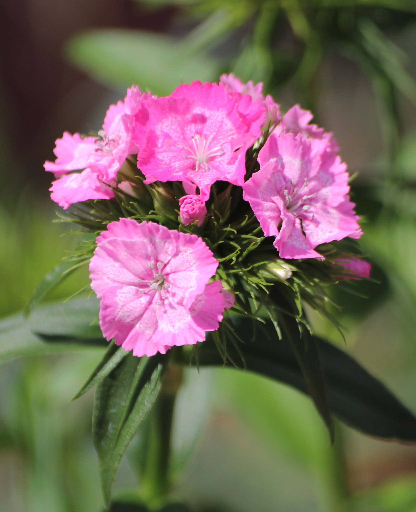 Canon EOS 1200D (EOS Rebel T5 / EOS Kiss X70 / EOS Hi) sample photo. Sweet williams photography
