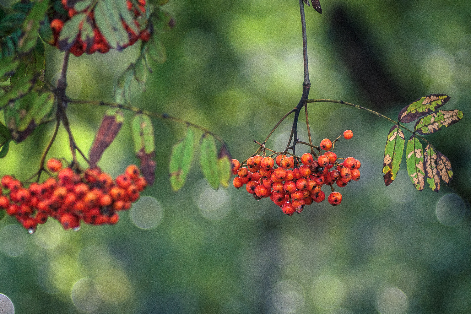 Canon EF 35-80mm f/4-5.6 sample photo. Rowan. photography