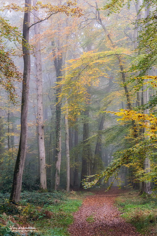 Nikon D7100 + Sigma 17-70mm F2.8-4 DC Macro OS HSM sample photo. The forest of fangorn... photography