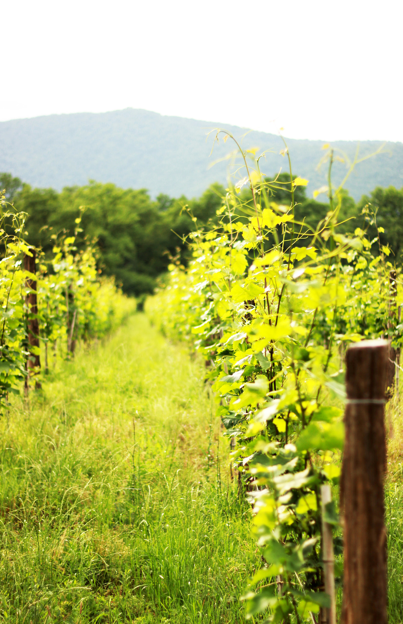 Canon EOS 600D (Rebel EOS T3i / EOS Kiss X5) + Canon EF 50mm F1.8 II sample photo. Vineyard photography