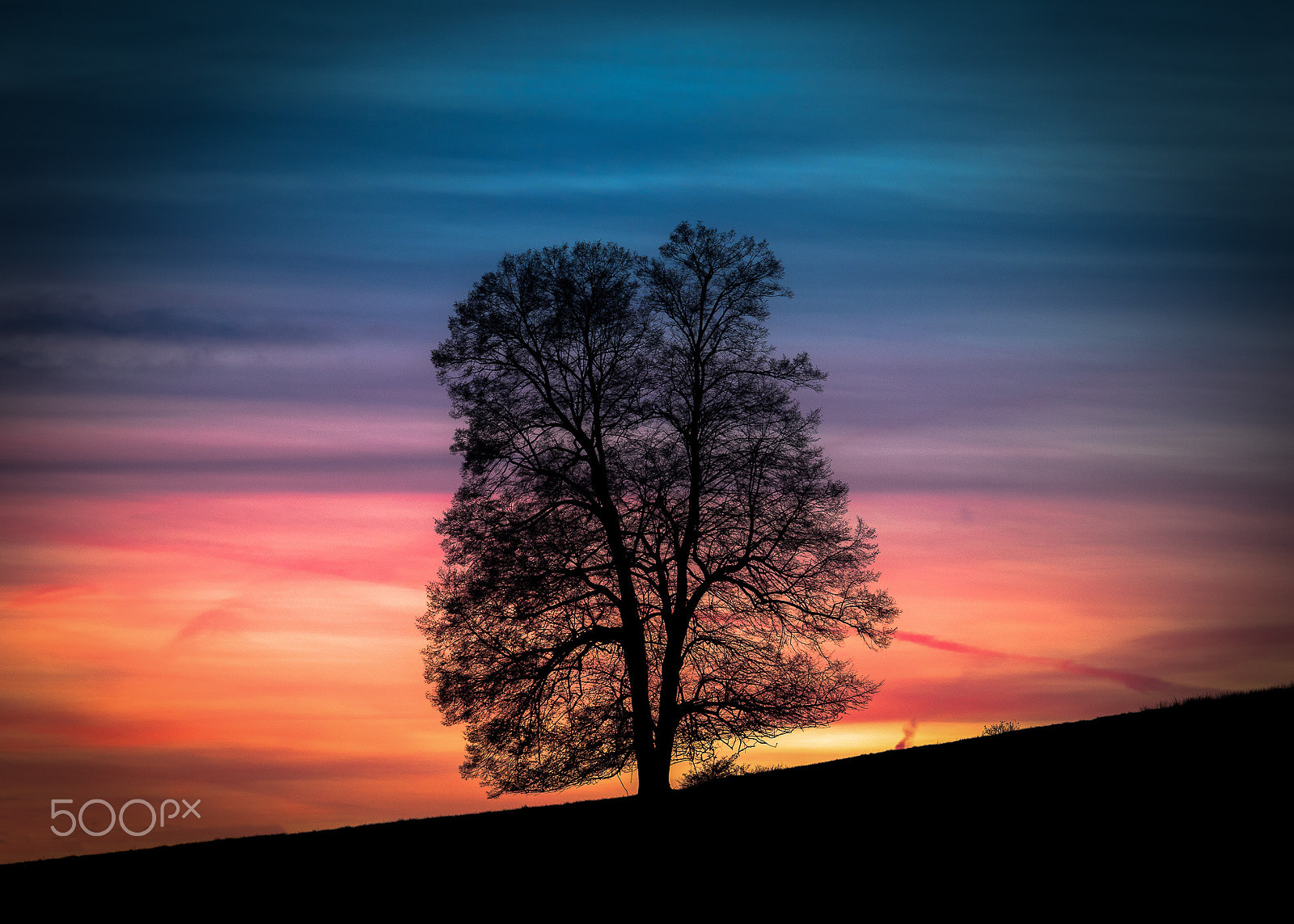 Canon EOS 80D + Canon EF 70-200mm F4L USM sample photo. Tree loner photography