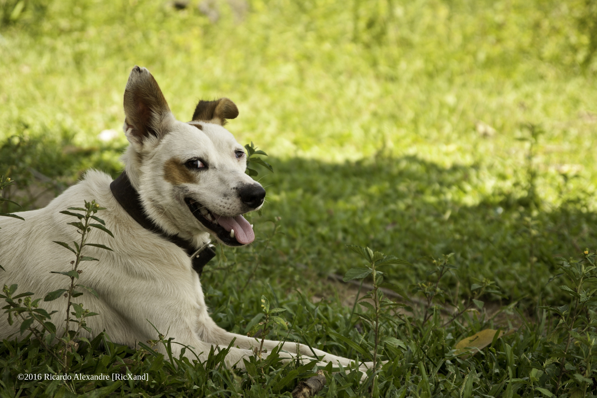 Canon EOS 50D sample photo. Cão photography
