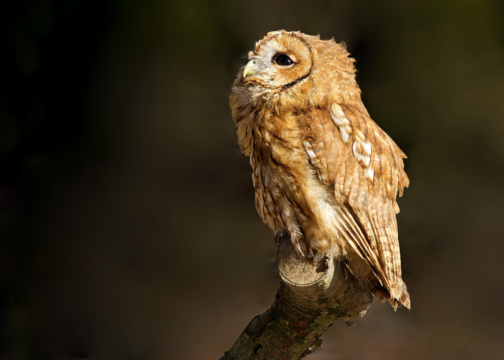 Sony a99 II sample photo. Tawny owl photography