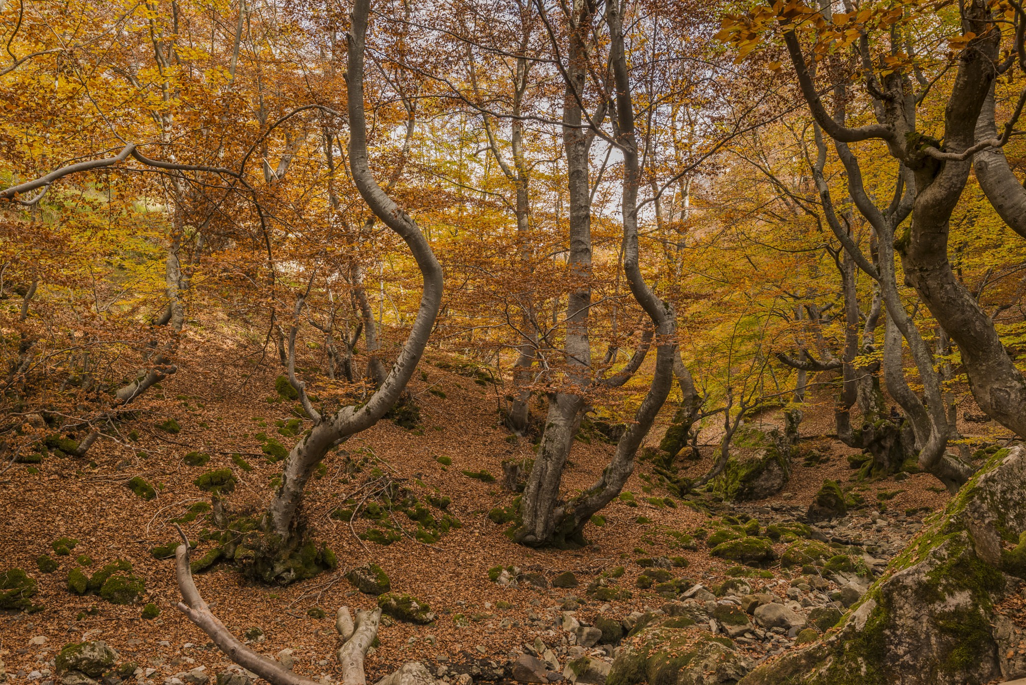 Tamron SP 15-30mm F2.8 Di VC USD sample photo. Otoño en el faedo de ciñera ii photography