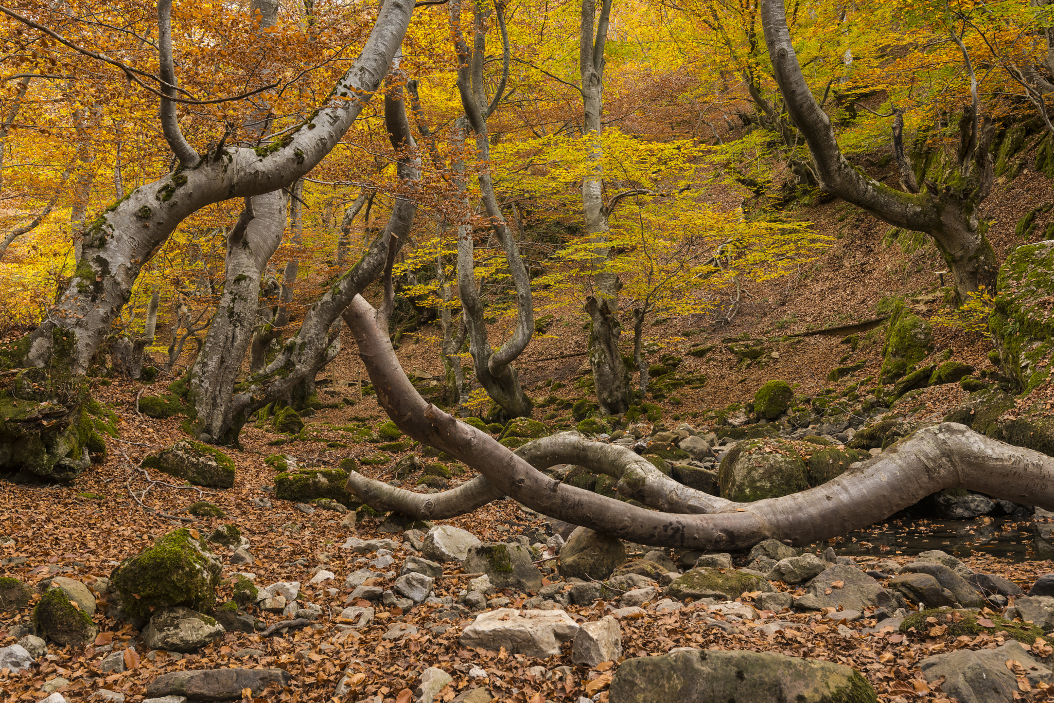 Tamron SP 15-30mm F2.8 Di VC USD sample photo. Otoño en el faedo de ciñera photography