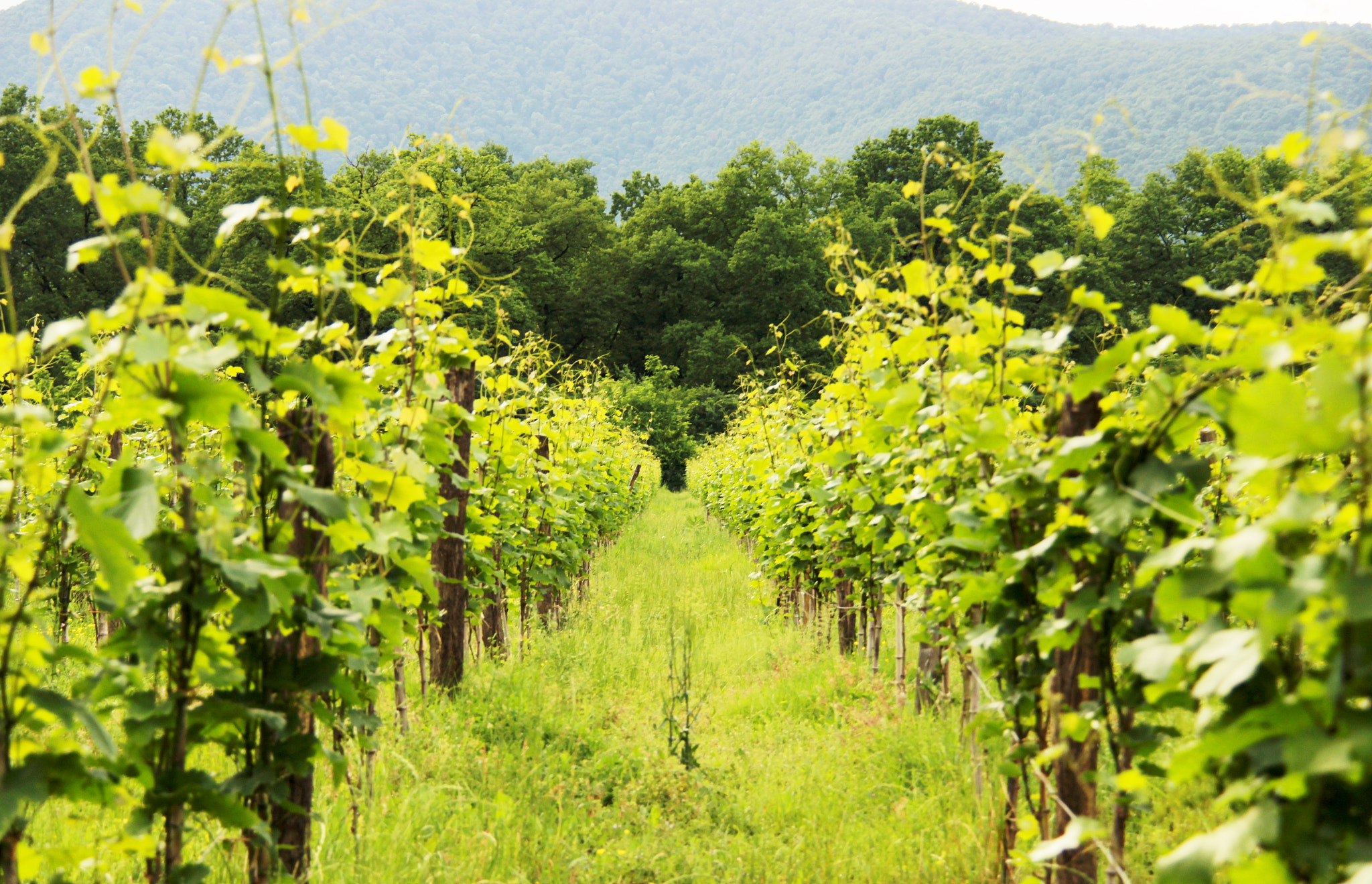 Canon EF-S 18-200mm F3.5-5.6 IS sample photo. Vineyard in georgia photography