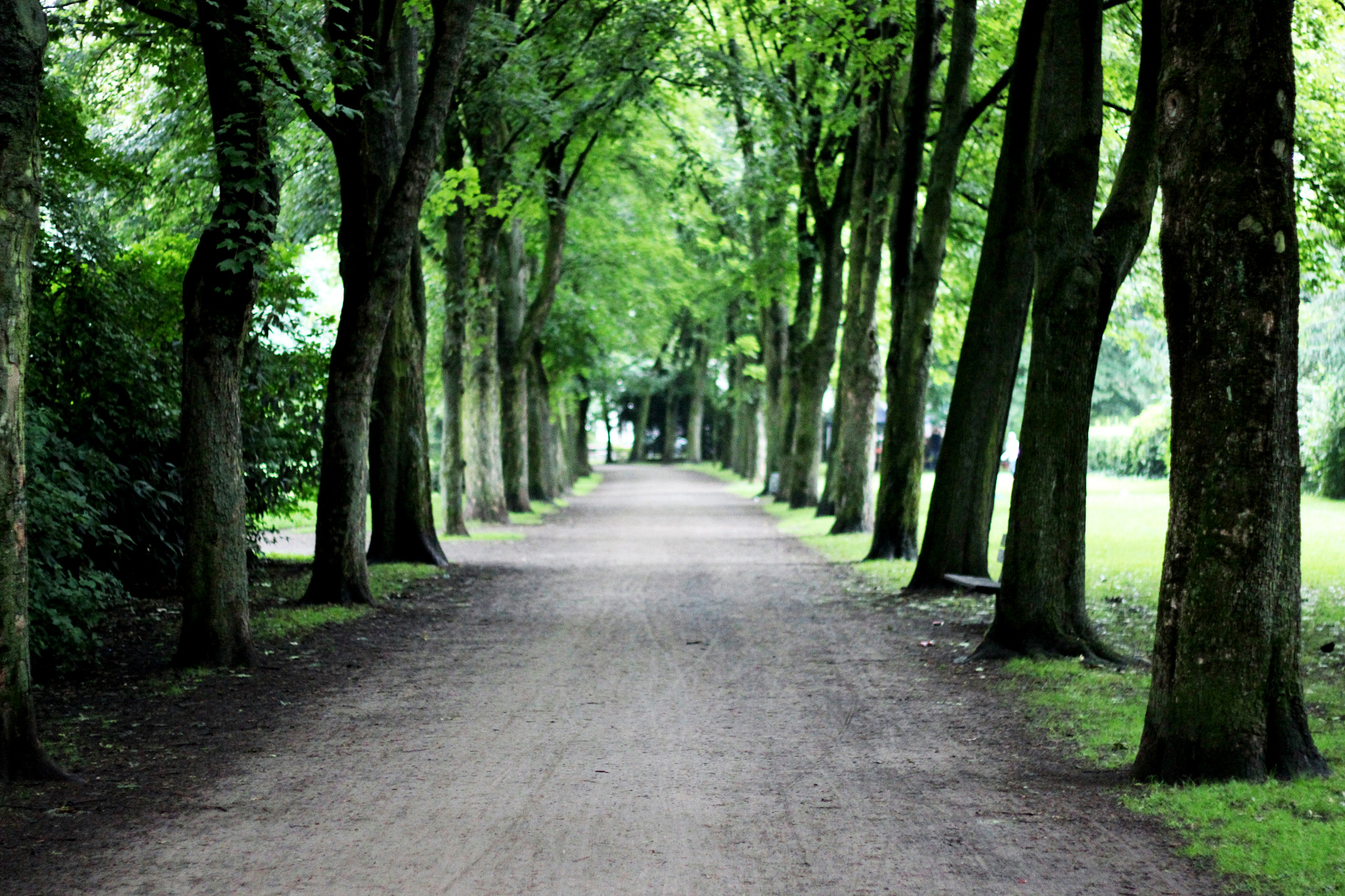 Canon EOS 600D (Rebel EOS T3i / EOS Kiss X5) + Canon EF 50mm F1.8 II sample photo. Park in cologne, germany photography
