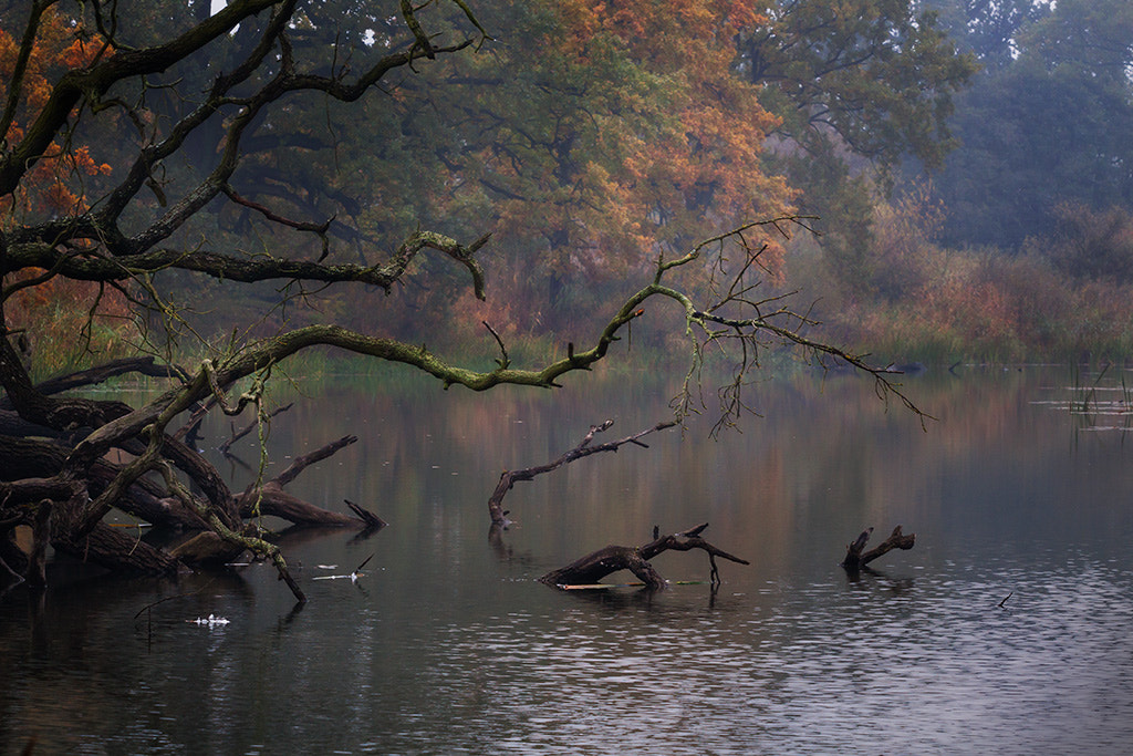 Canon EOS 50D + Canon EF 70-200mm F4L USM sample photo. Backwaters photography