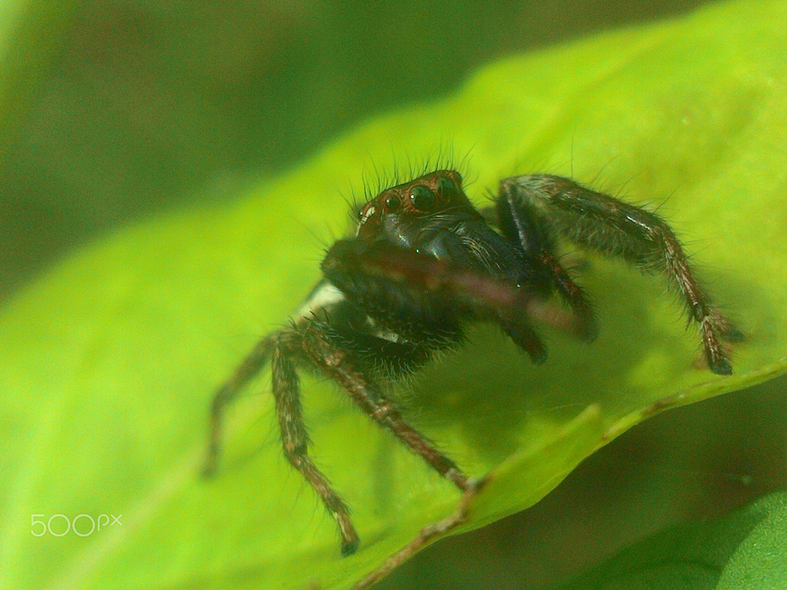 ASUS ZenFone 4 (A400CG) sample photo. Mangrove jumping spider photography