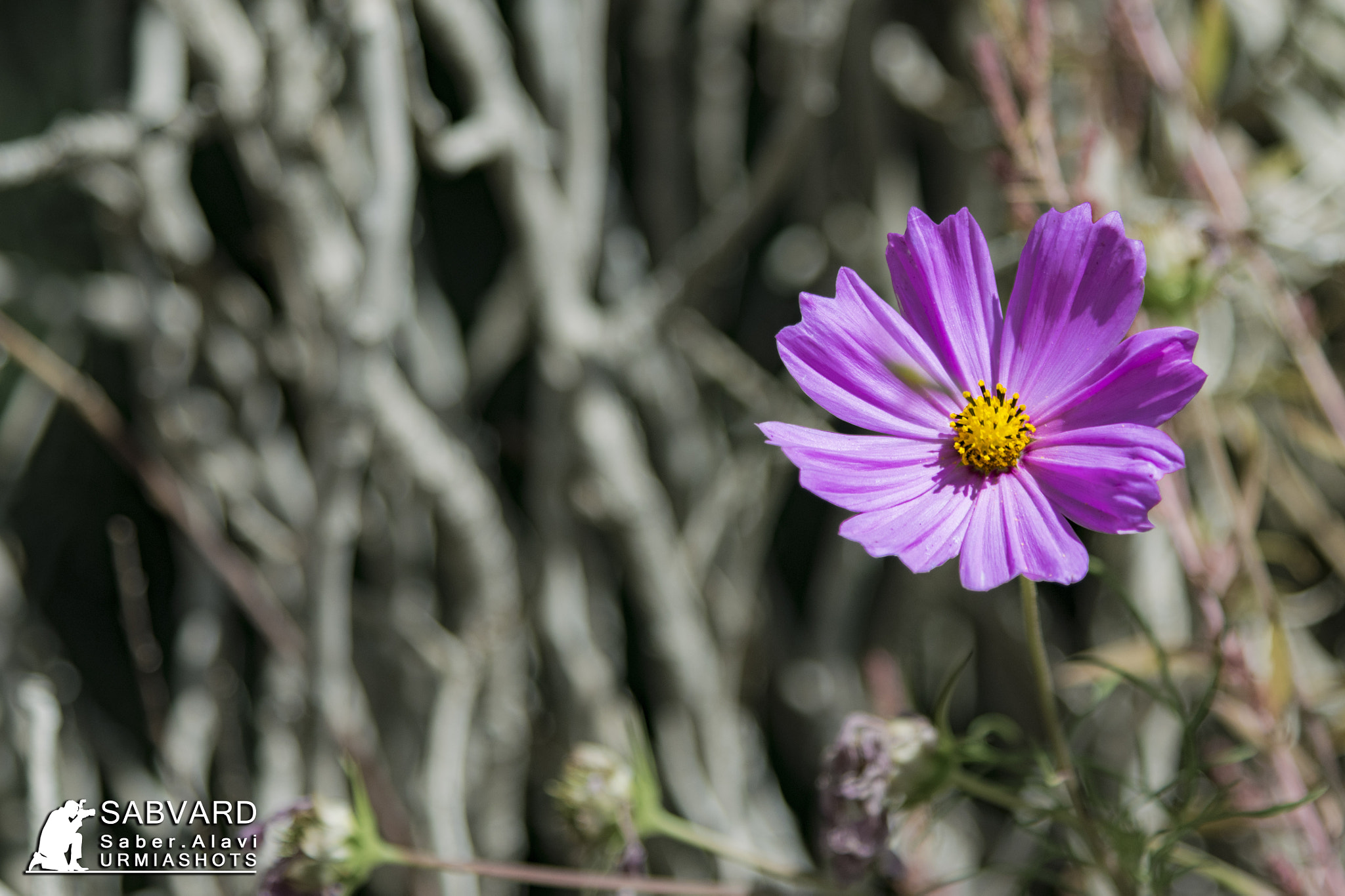 Nikon D5300 + Nikon AF-S Nikkor 24-120mm F4G ED VR sample photo. A flower from the paradise photography