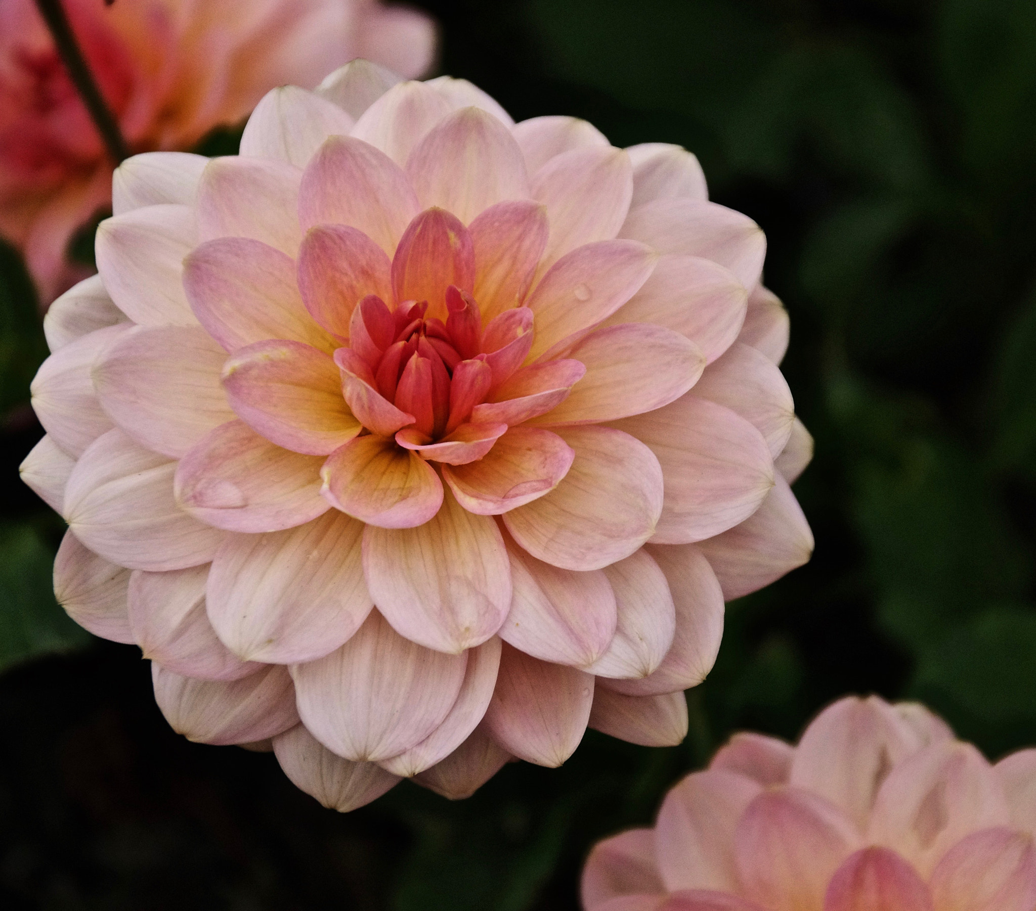 Sigma 18-250mm F3.5-6.3 DC Macro OS HSM sample photo. Elegance photography
