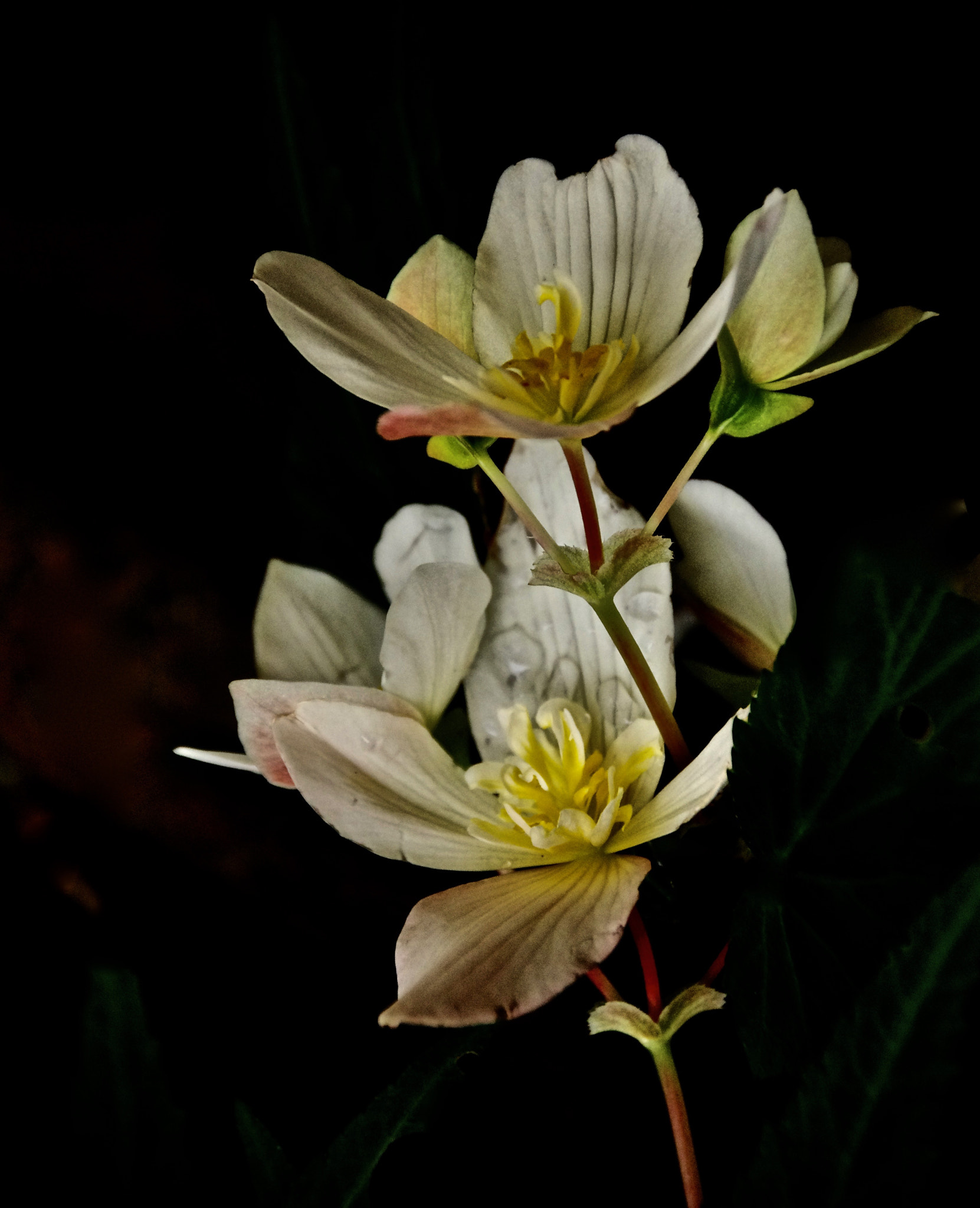 Sigma 18-250mm F3.5-6.3 DC Macro OS HSM sample photo. Delicate blooms photography