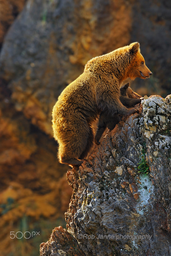 Nikon AF-S Nikkor 300mm F2.8G ED VR II sample photo. Learning climbing ii photography