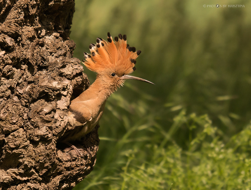 Sigma 50-500mm f/4-6.3 APO HSM EX sample photo. Upupa epops photography