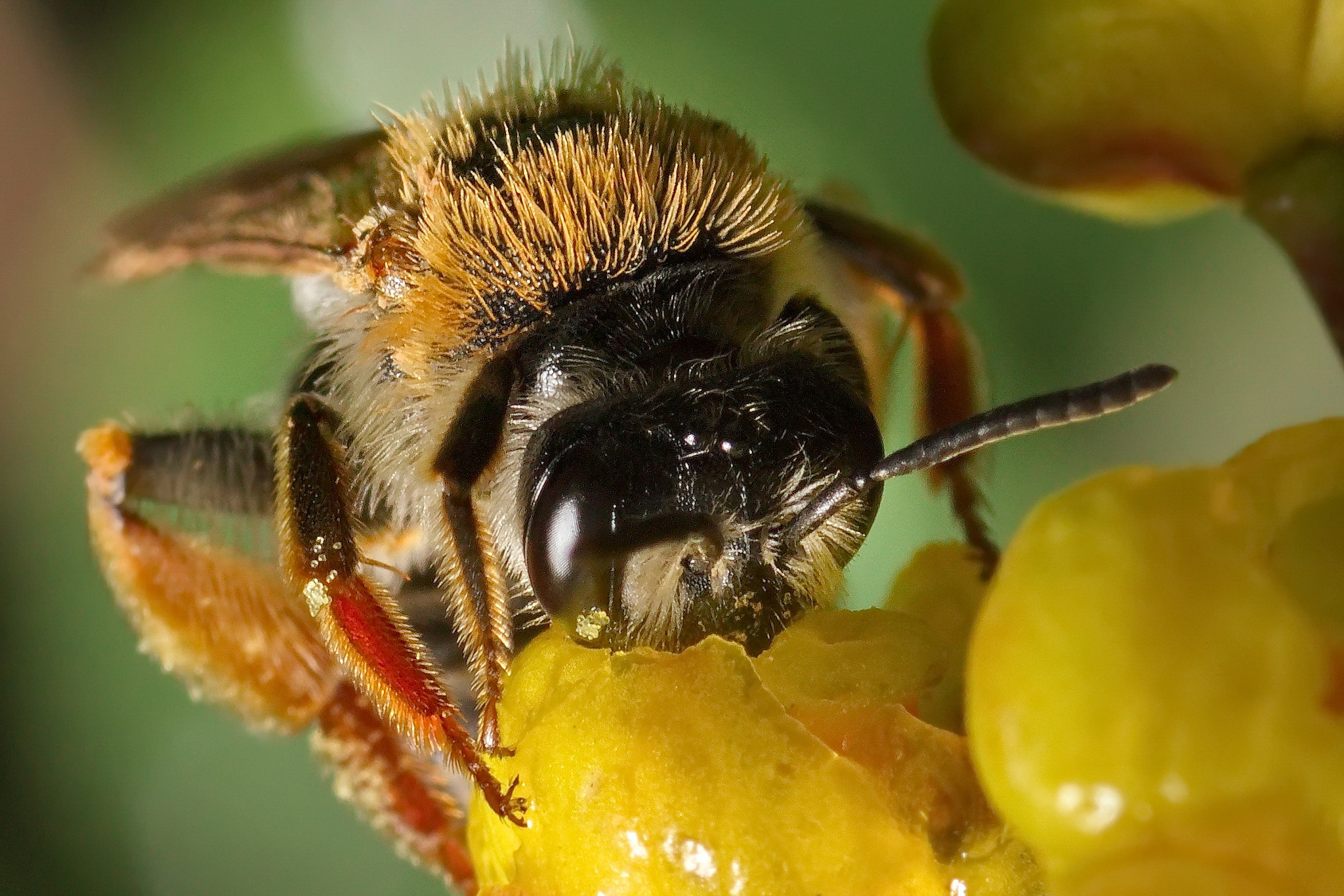 Canon EOS 600D (Rebel EOS T3i / EOS Kiss X5) + Tamron SP AF 90mm F2.8 Di Macro sample photo. Я ей- щас птичка вылетит, а она- очень кушать хочу photography