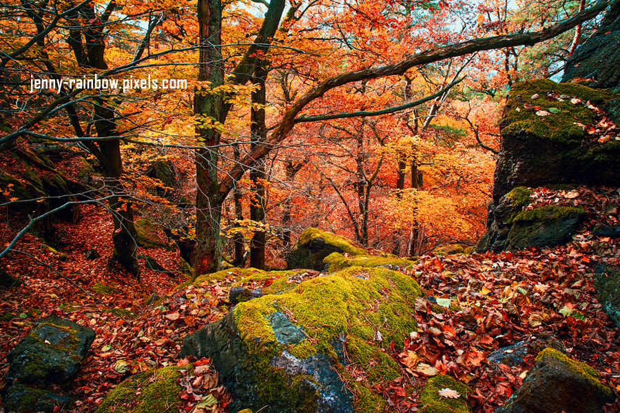 Nikon D700 + Sigma 24-70mm F2.8 EX DG Macro sample photo. Mystery of autumn photography