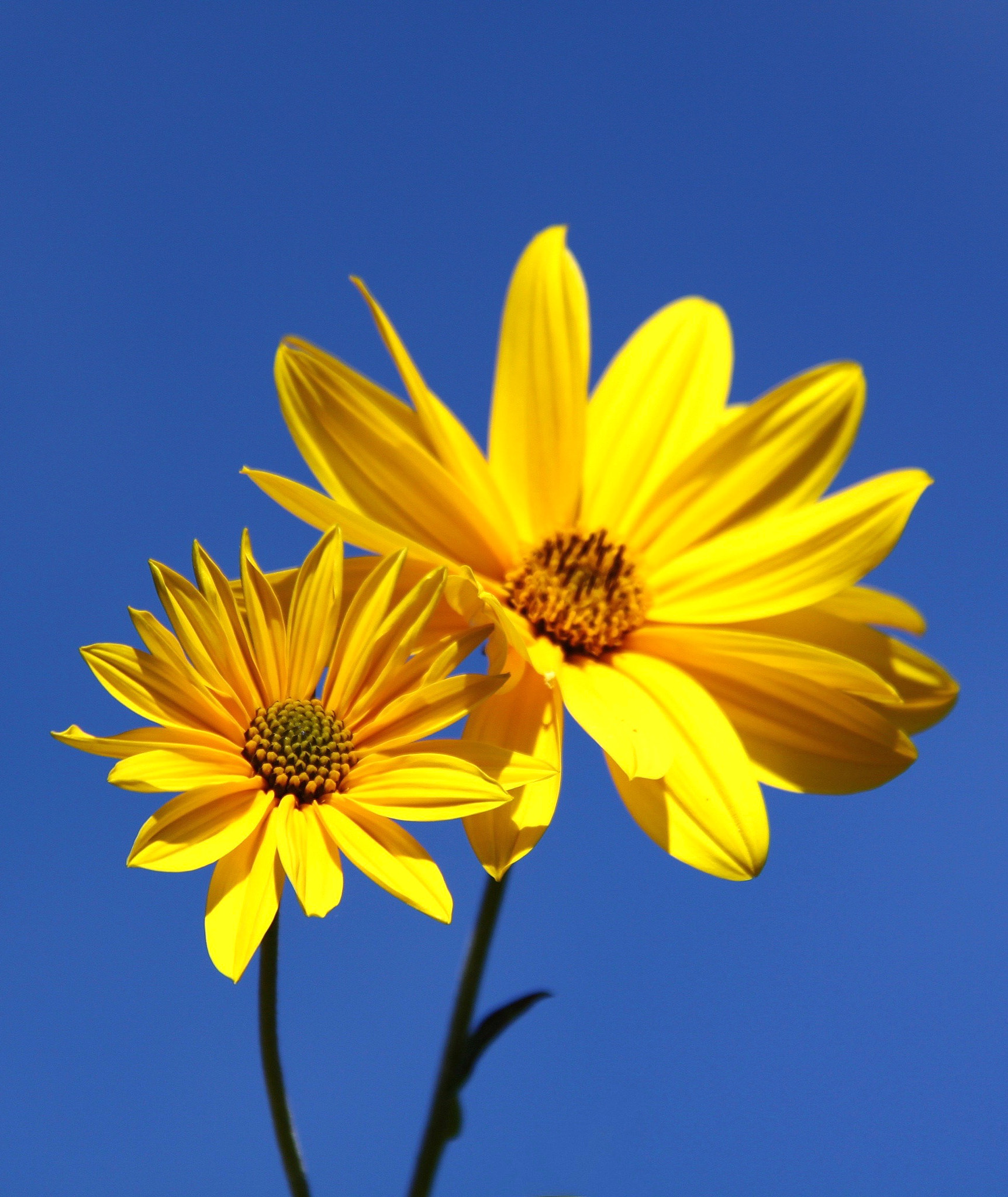 Canon EOS 50D + Canon EF 50mm f/1.8 sample photo. ✽* photography